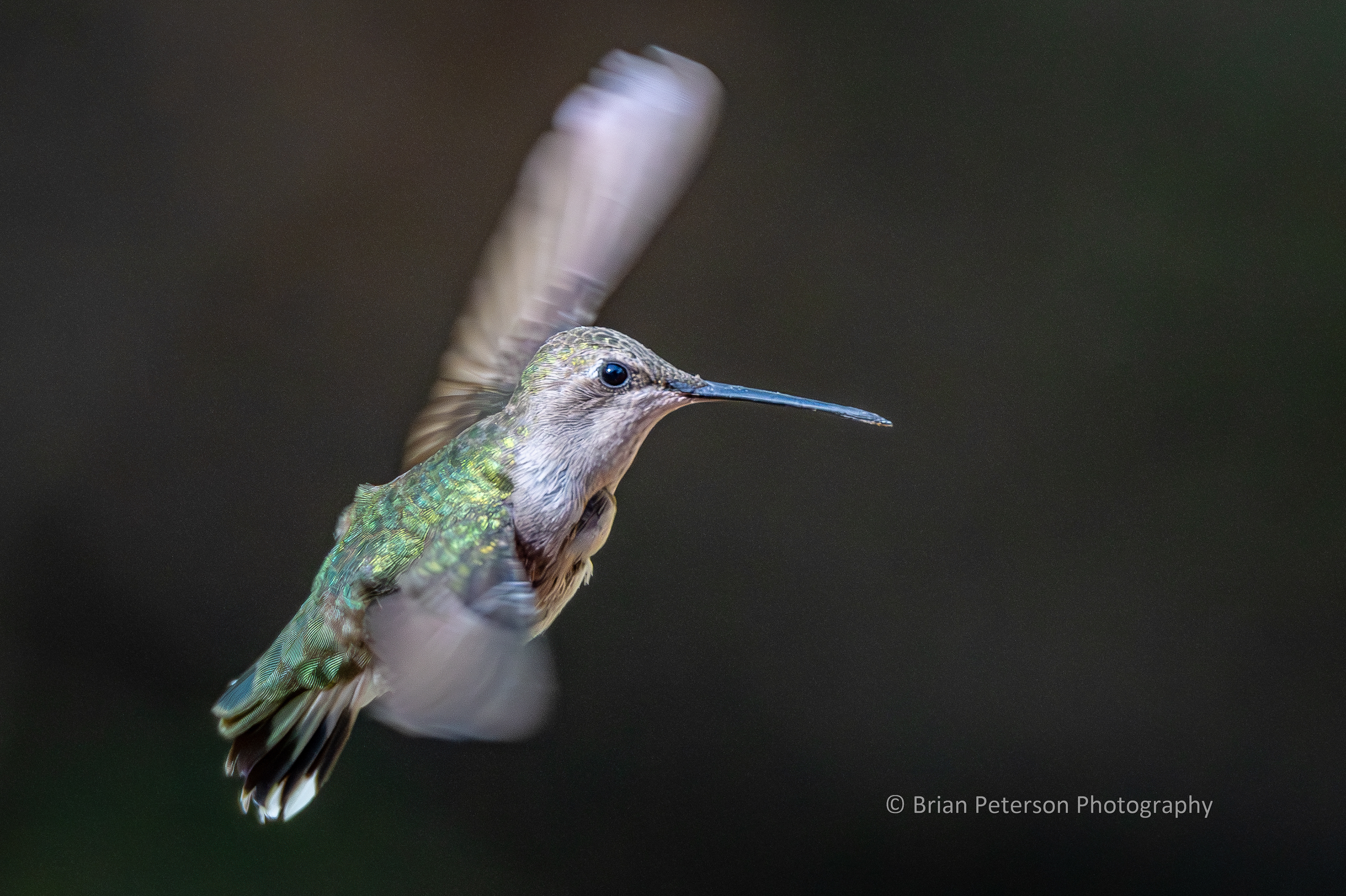 Female black-chinned hummingbird flying in her natural environment.
