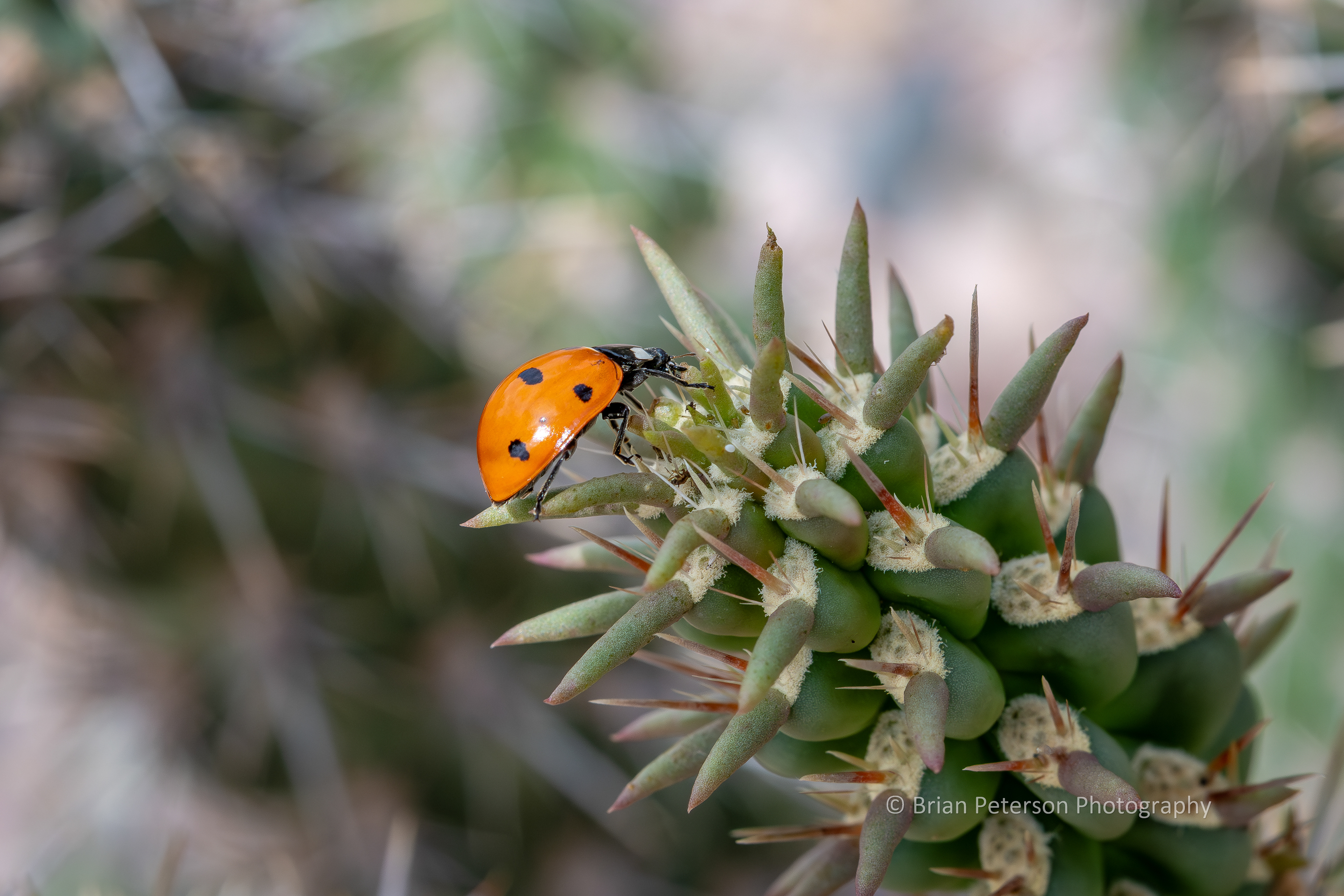 Ladybug on one of the chollas in the front yard.