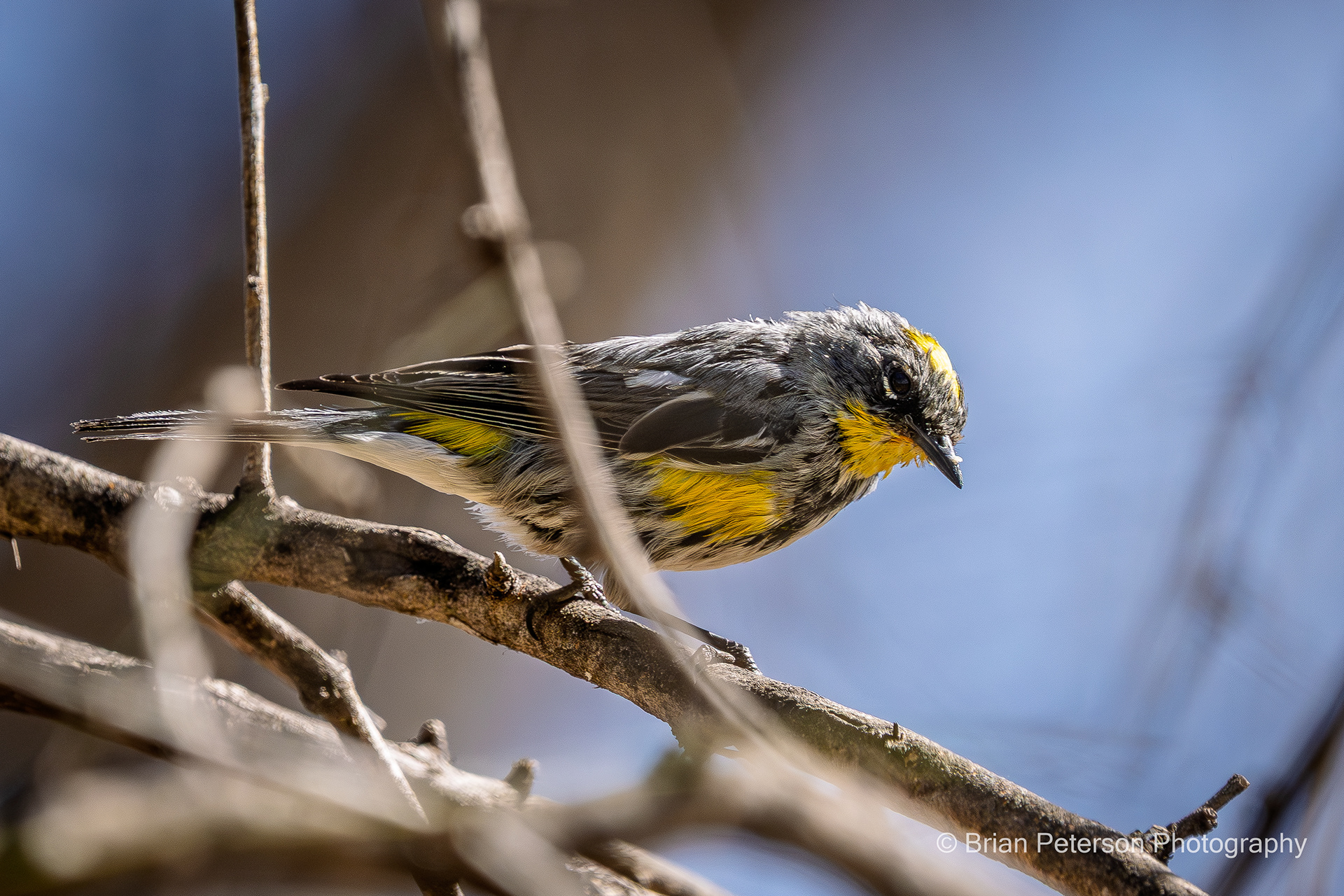 Rare photo of a Yellow-rumped Warbler where you can see the rump.