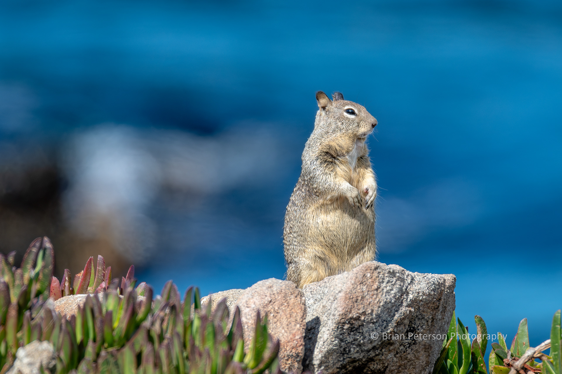 DSC_1688: California Ground Squirrel on a Rock.