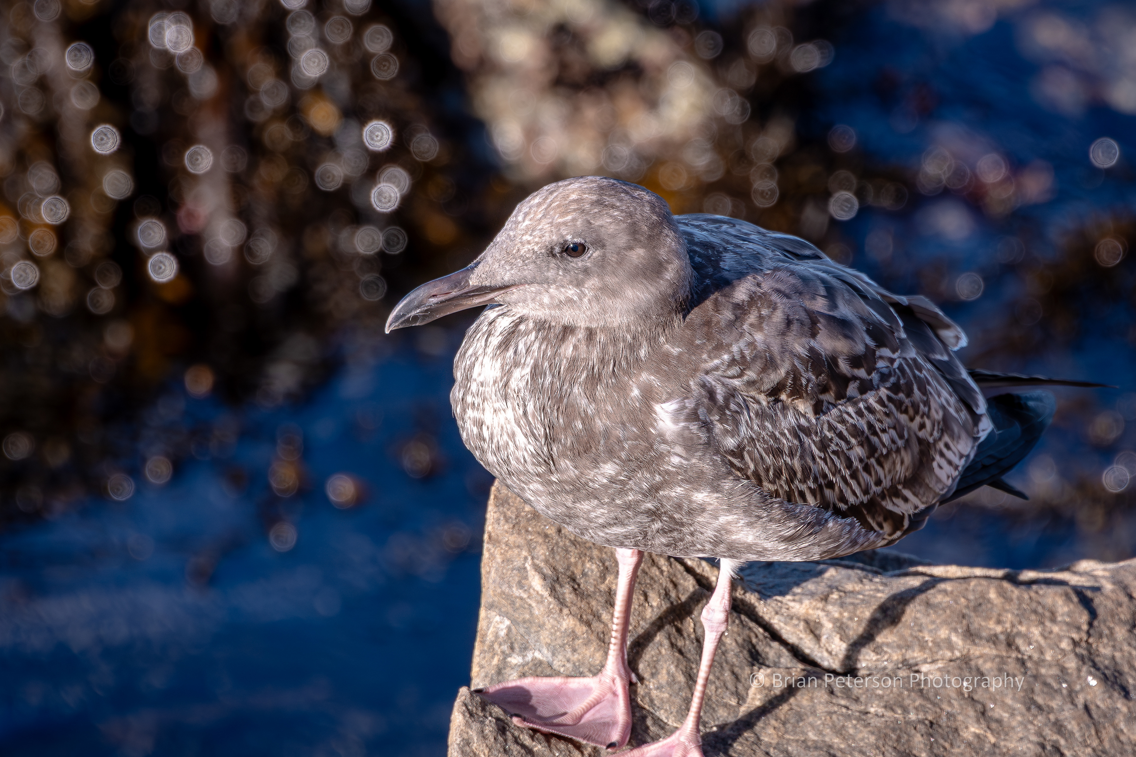 DSC_1708: Immature Western Gull on a Rock near the Wharf
