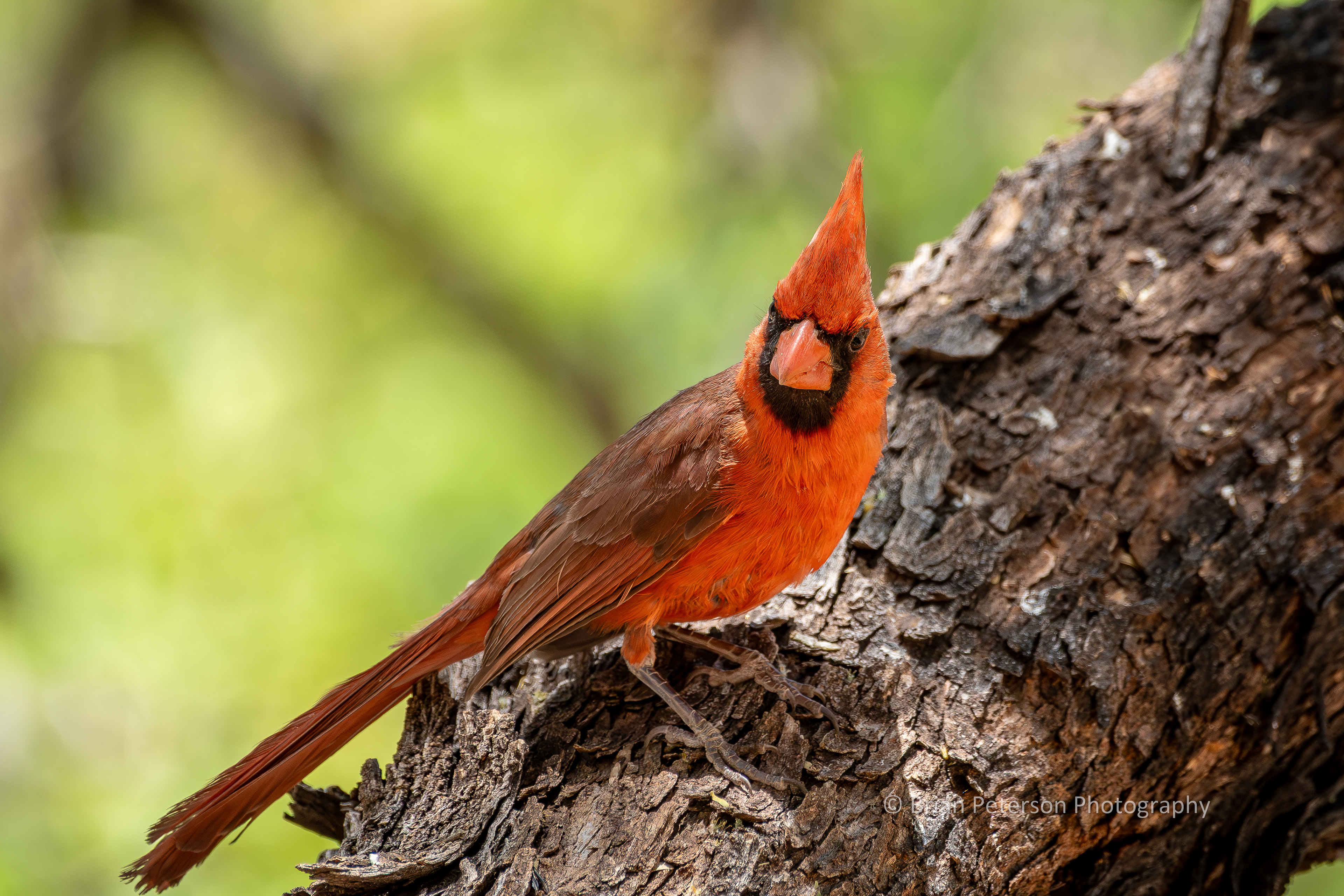 All these photos are the exact same cardinal
