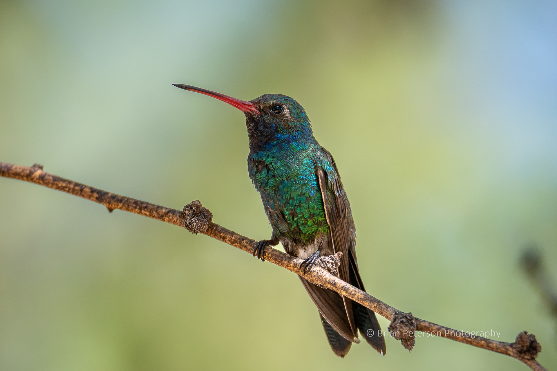 Colorful male broad-billed hummingbird.