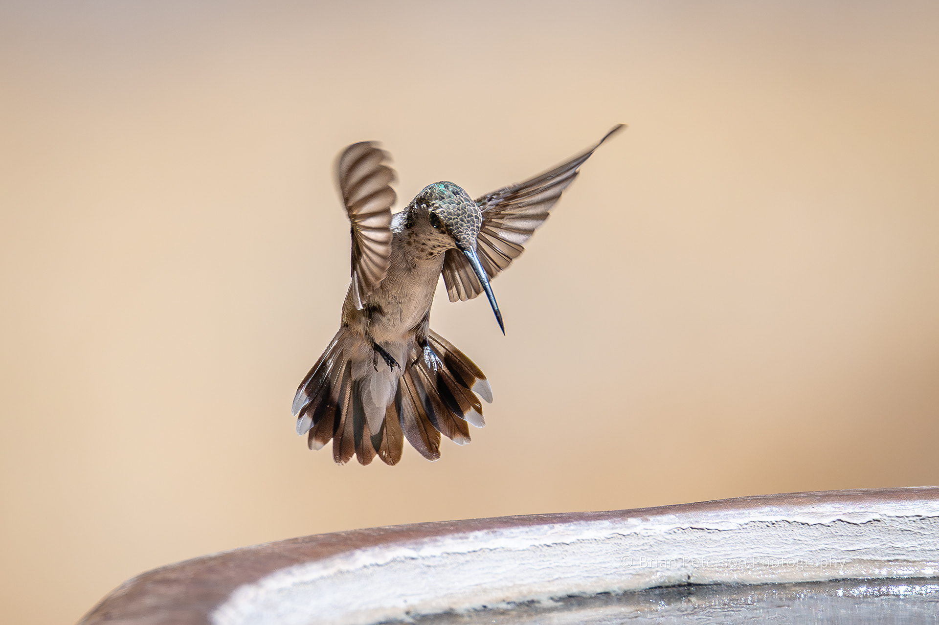 This female black-chinned hummingbird was drinking water from the birdbath. She would hover with the tip of her beak skimming the surface of the water.