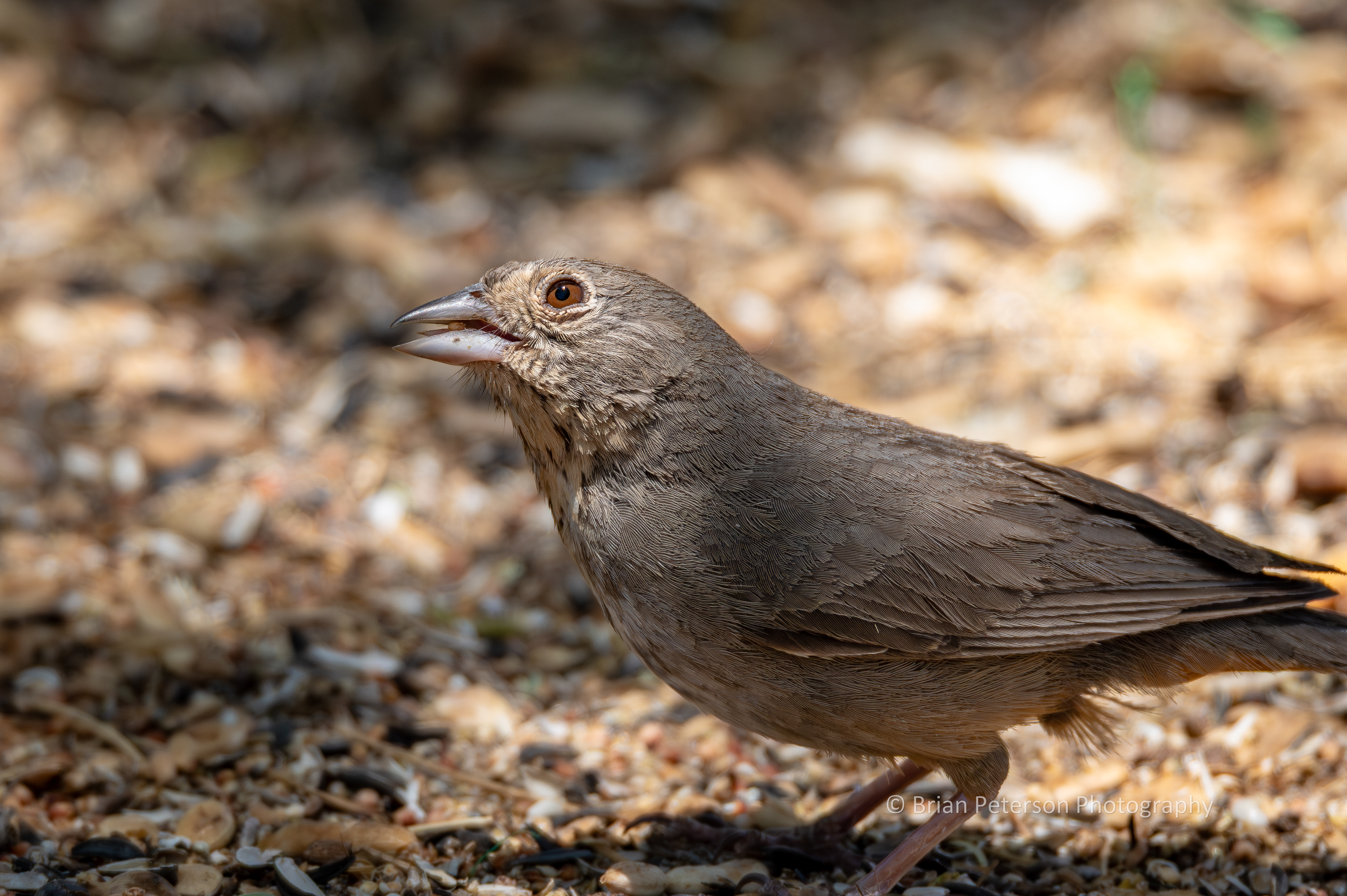 Canyon towhee looks up while cradling a seed on the tongue,