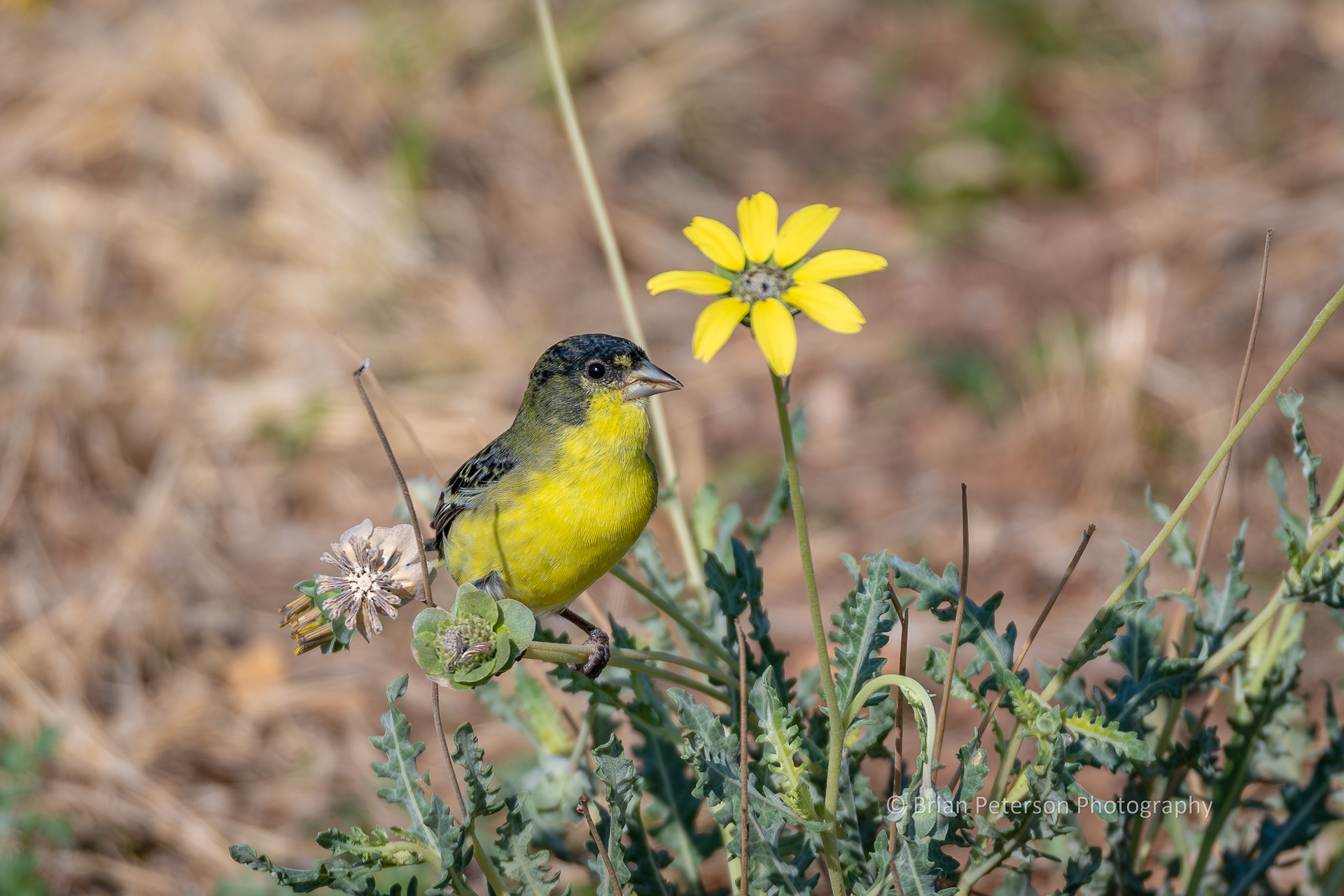 Lesser goldfinch is obviously not as good as the regular kind.