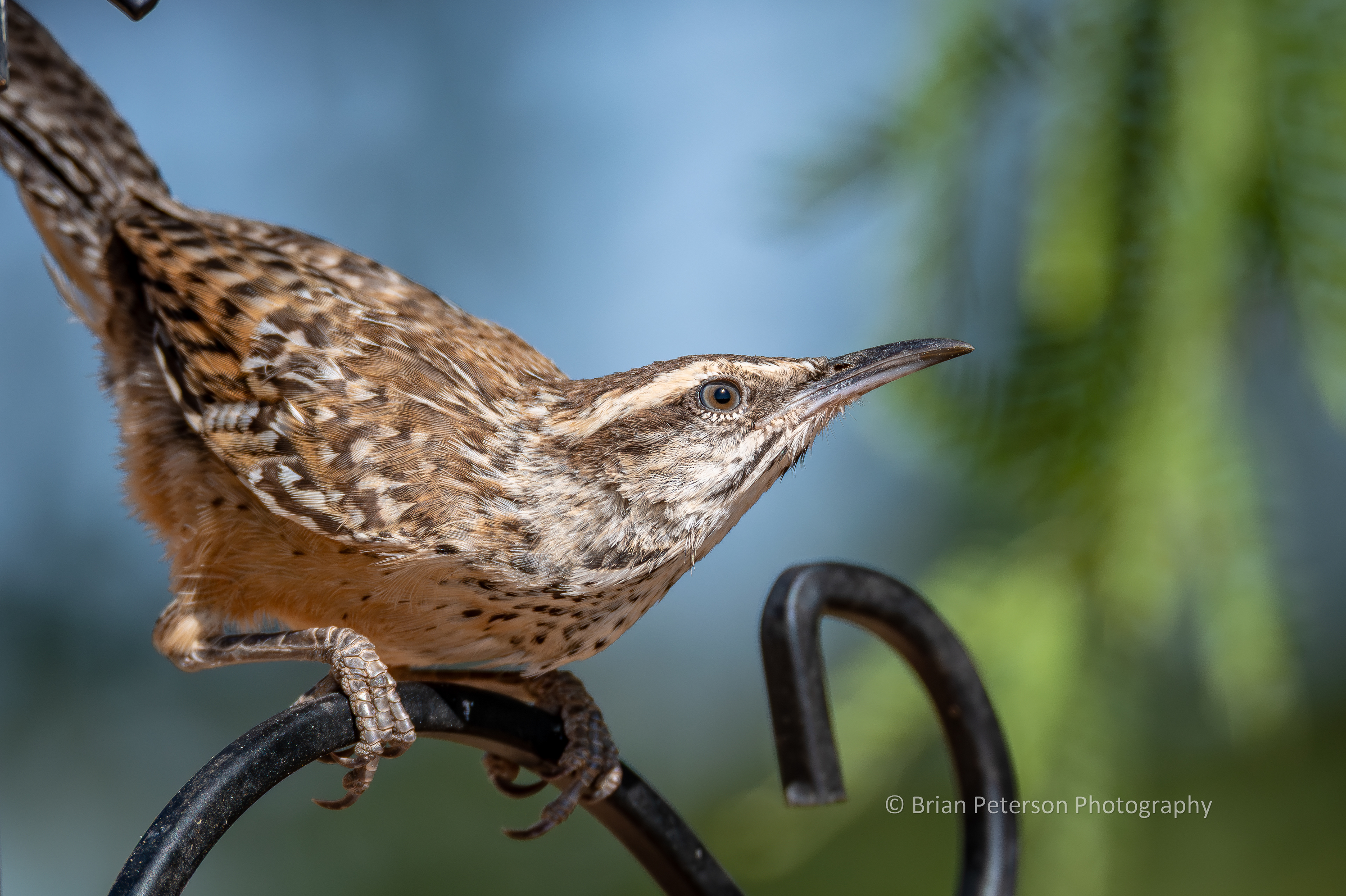 Cactus wren, the state bird of Arizona, strikes a pose.