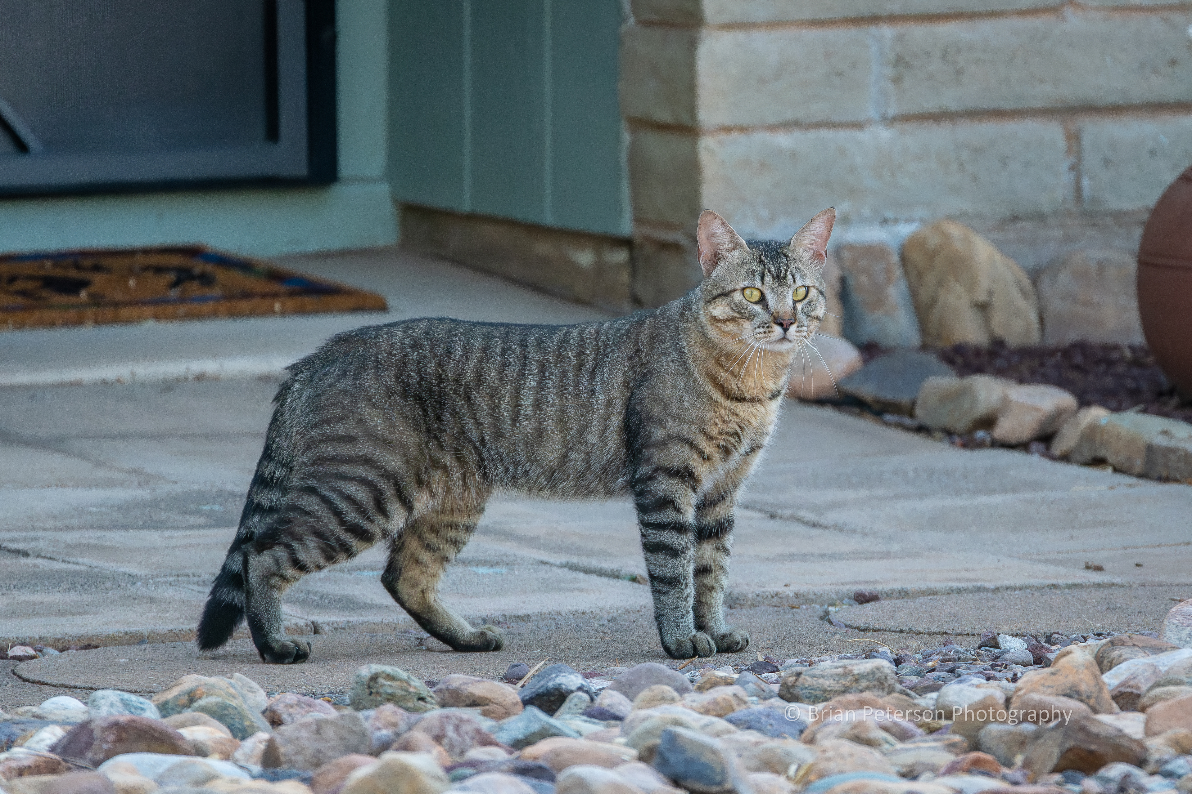 Feline predator in another neighbor's front yard.