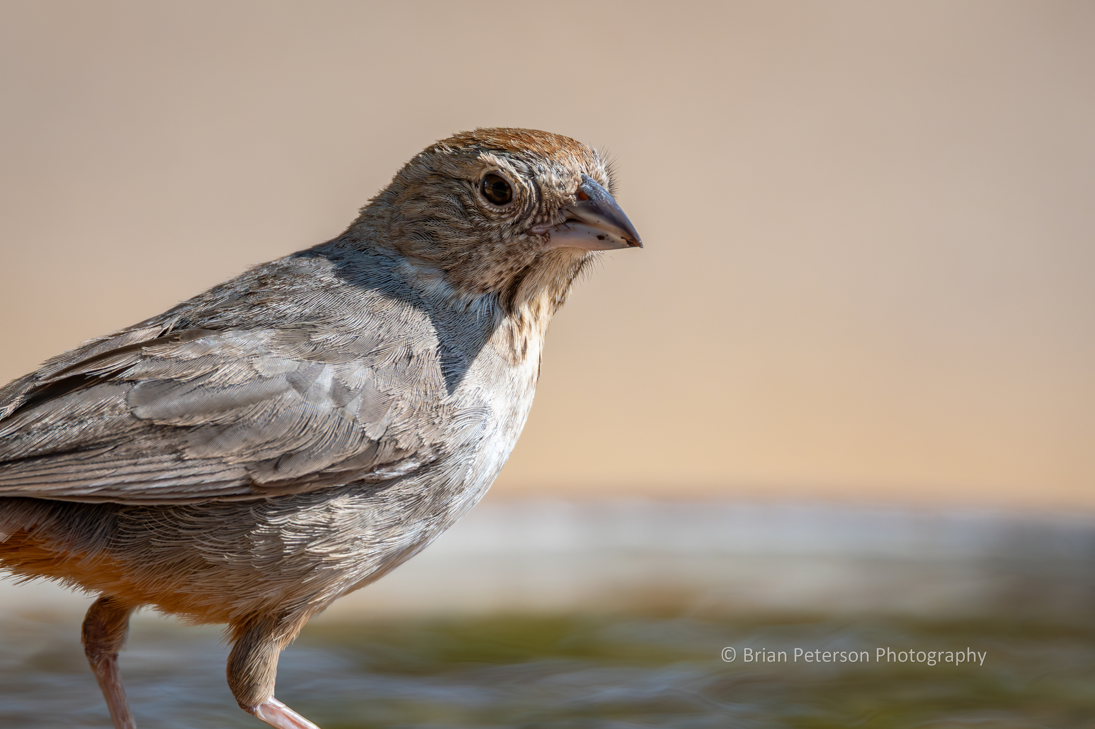 Closeup canyon towhee at the birdbath.