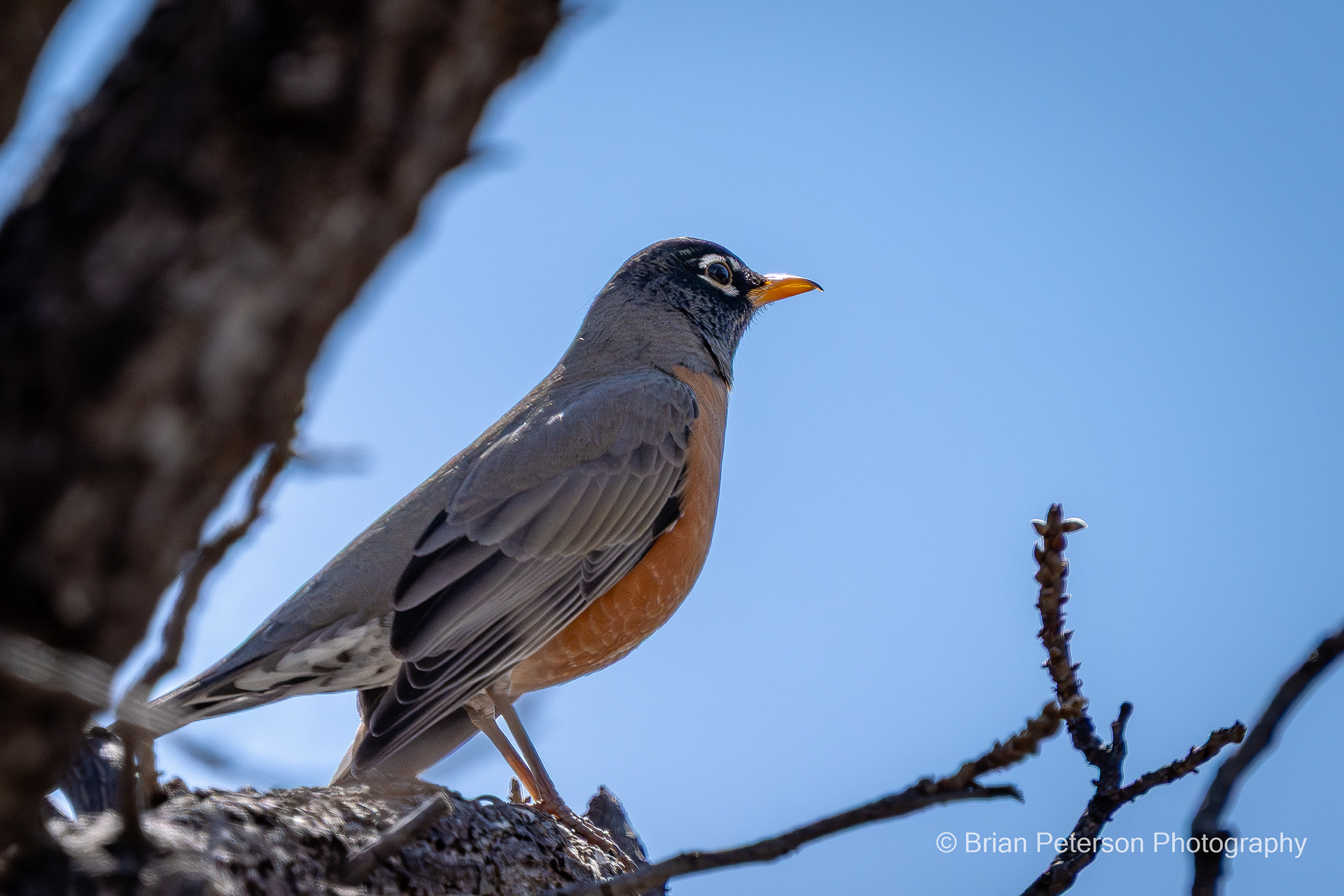 American Robin