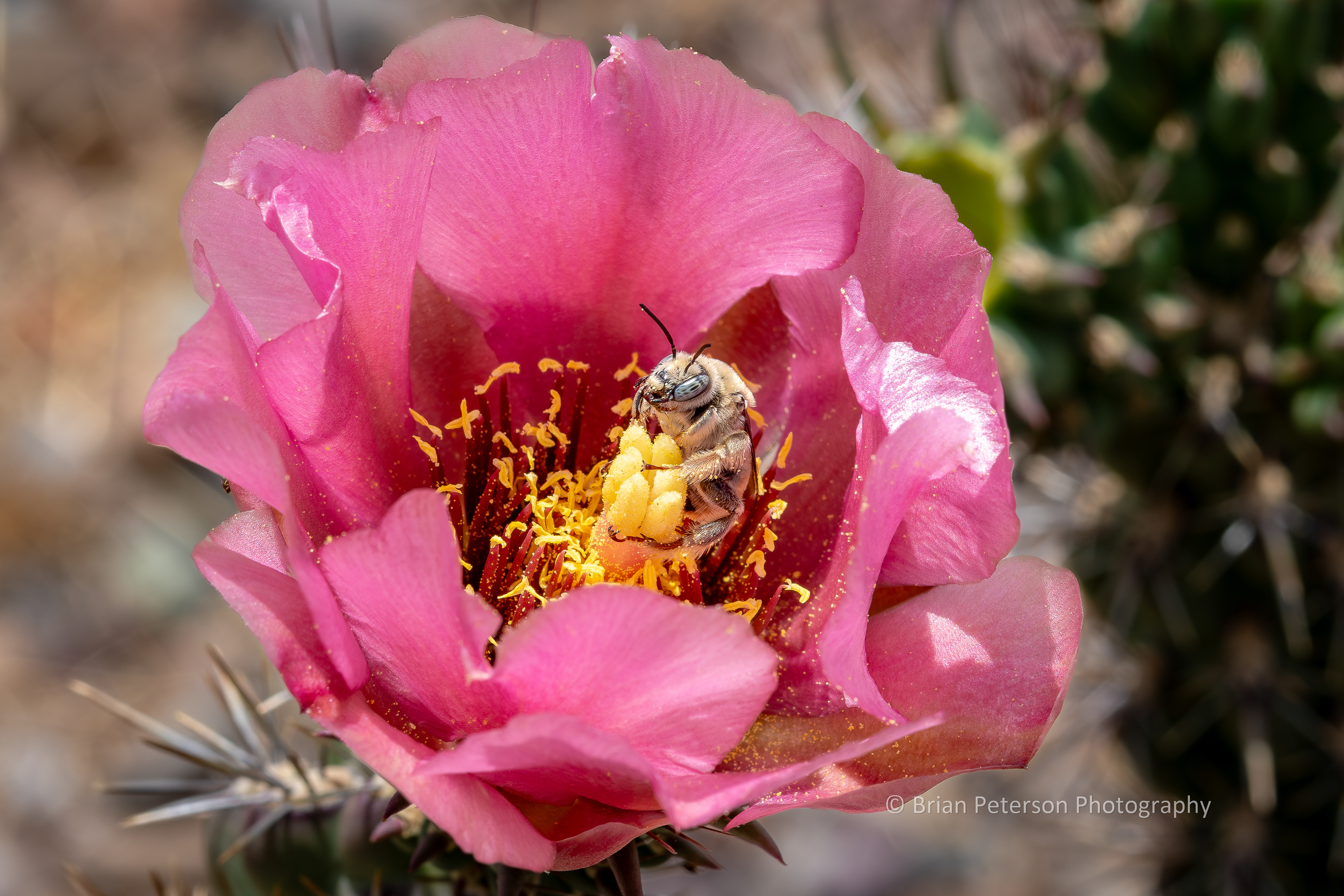 Perosela long-horned bee inside a cholla cactus flower.
