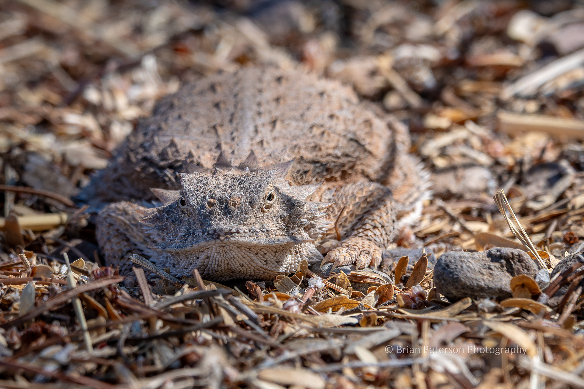 I returned from a bike ride and this rather large greater short-horned lizard was standing right at the gate.