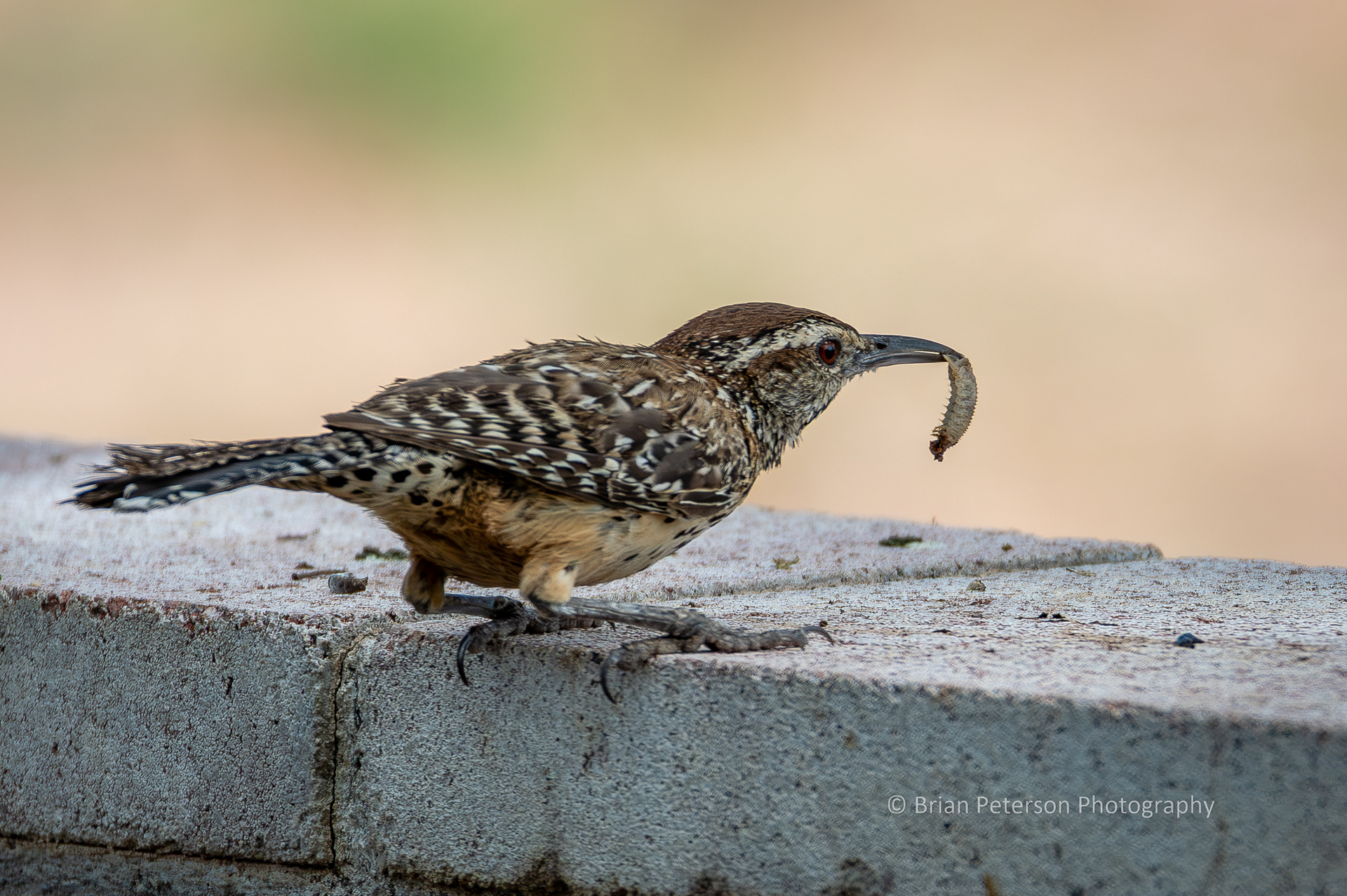Cactus wren was digging the soil around the trunk of the mesquite and retrieved a grub.