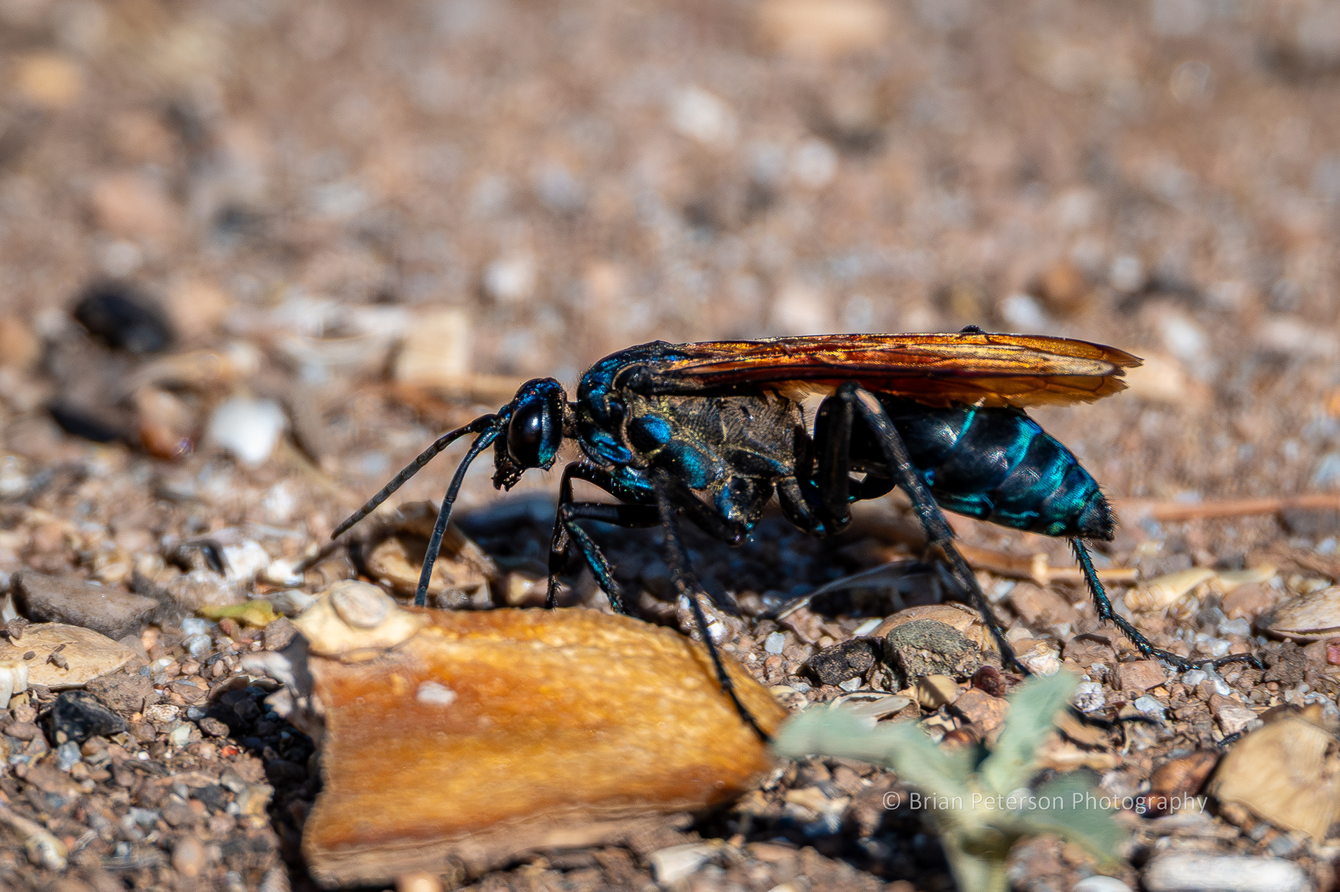 Tarantula hawk wasp scooting around the backyard looking for a tarantula to kill.