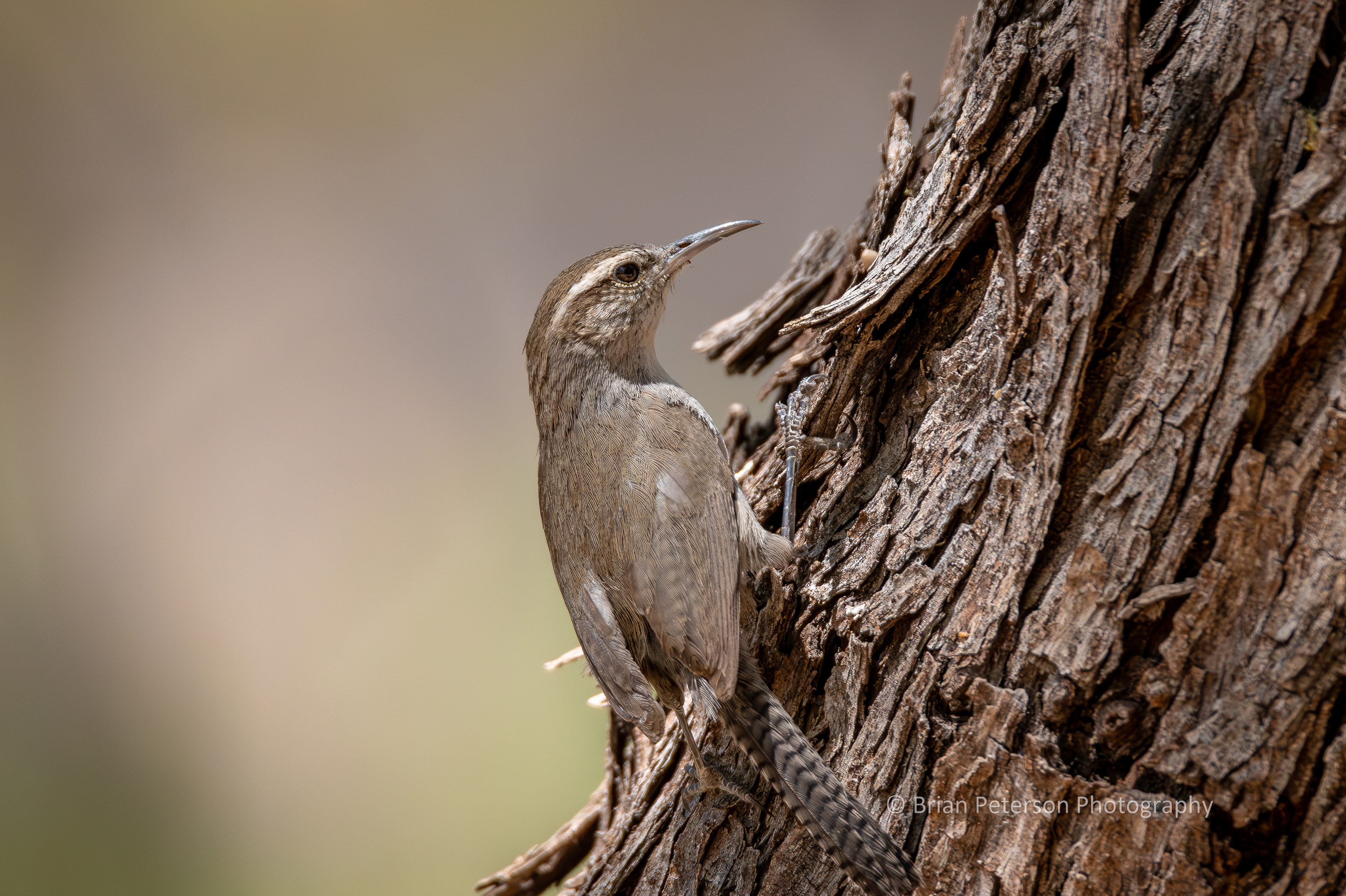 Bewick's wren flitting along the the mesquite bark.
