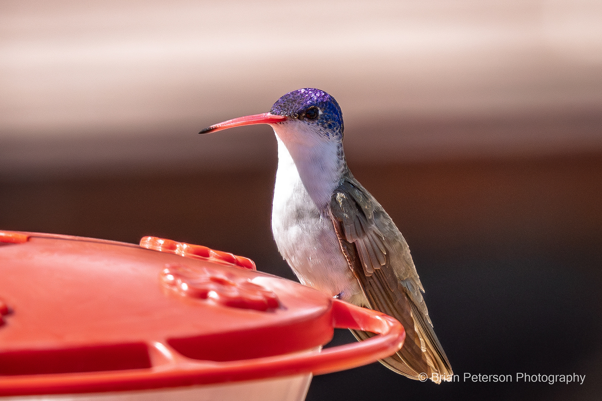 Violet-Crowned Hummingbird
