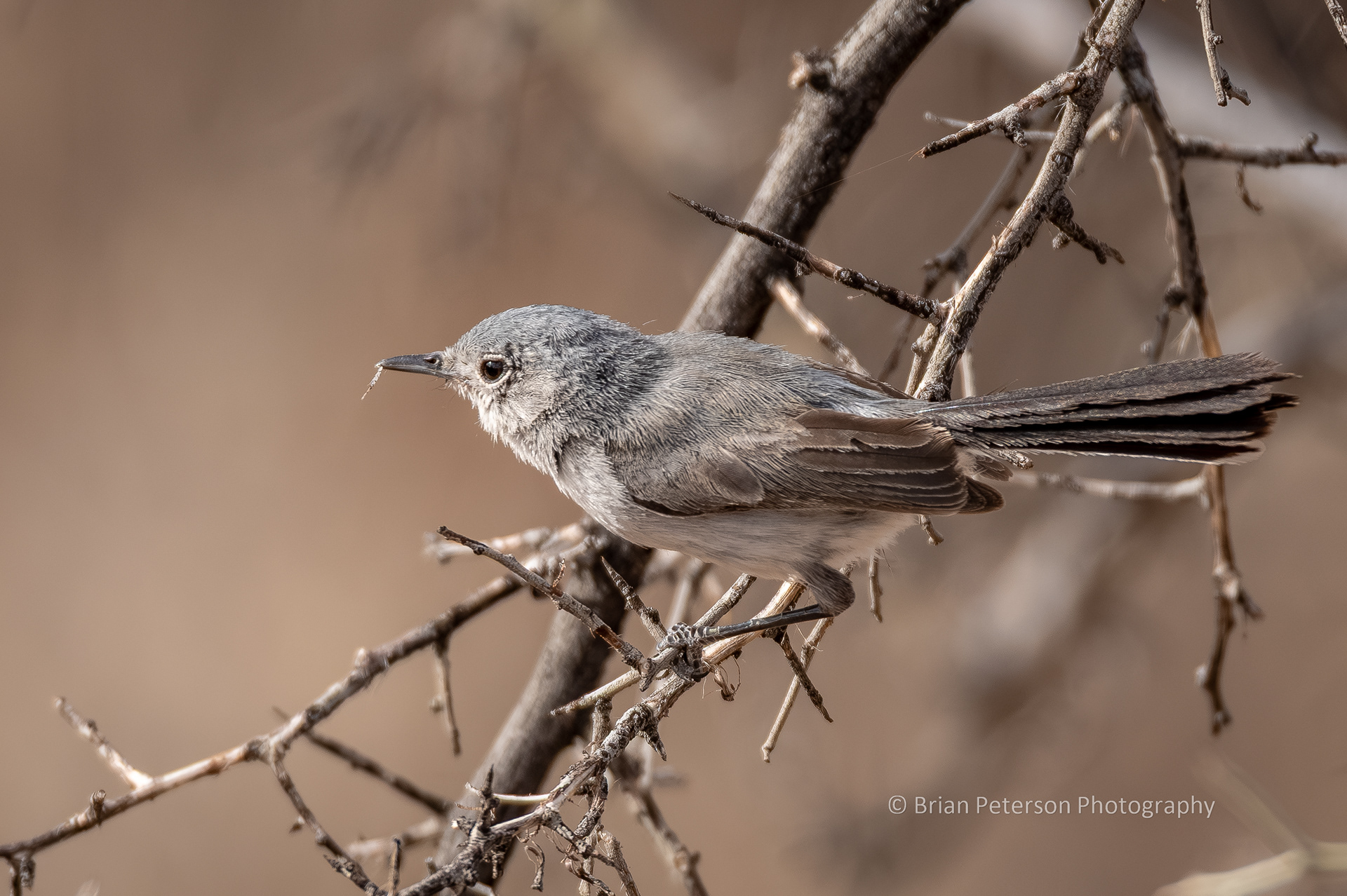 Black-tailed gnatcatcher.