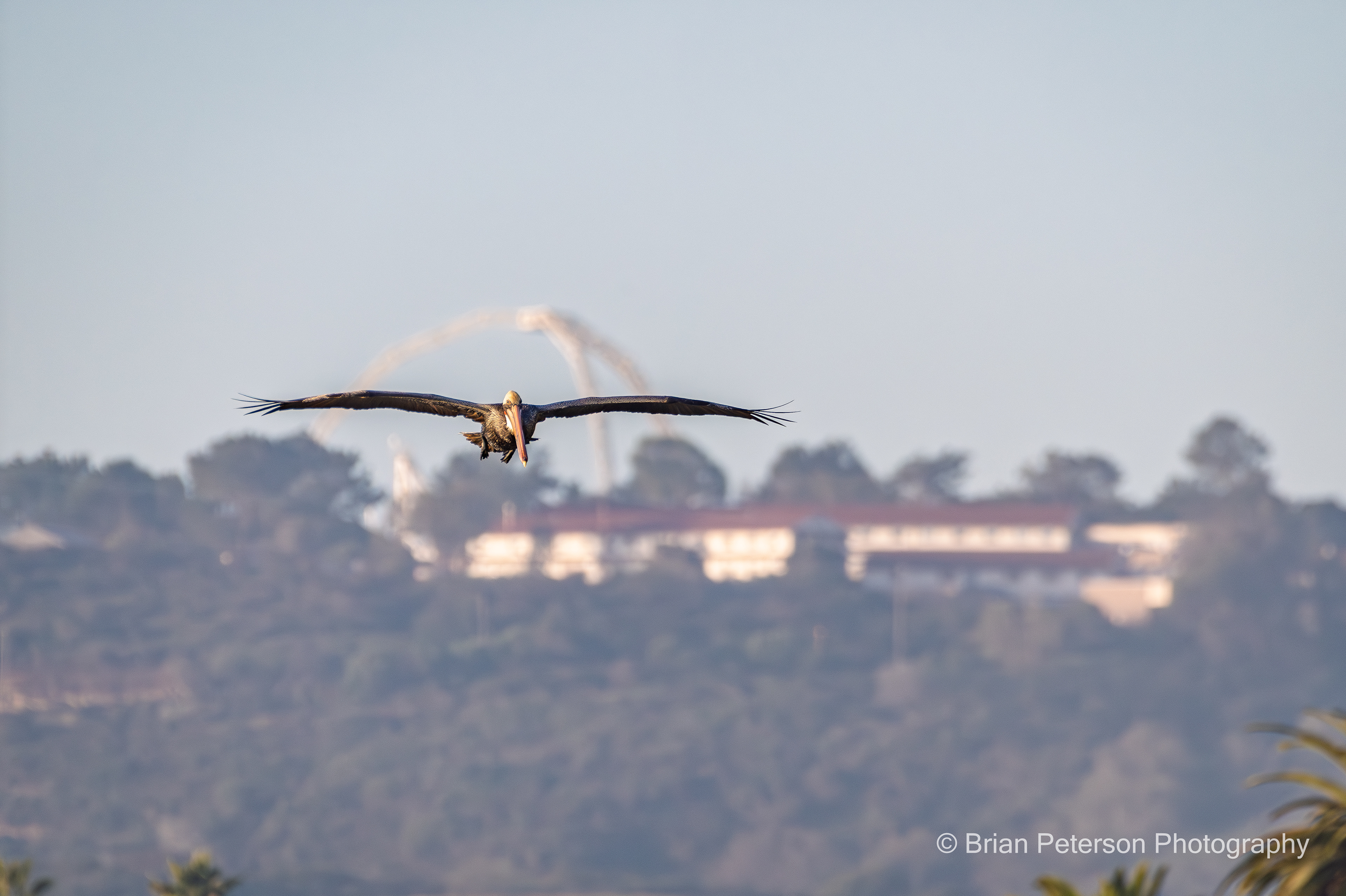 Brown pelican with Fort Rosecrans in the background