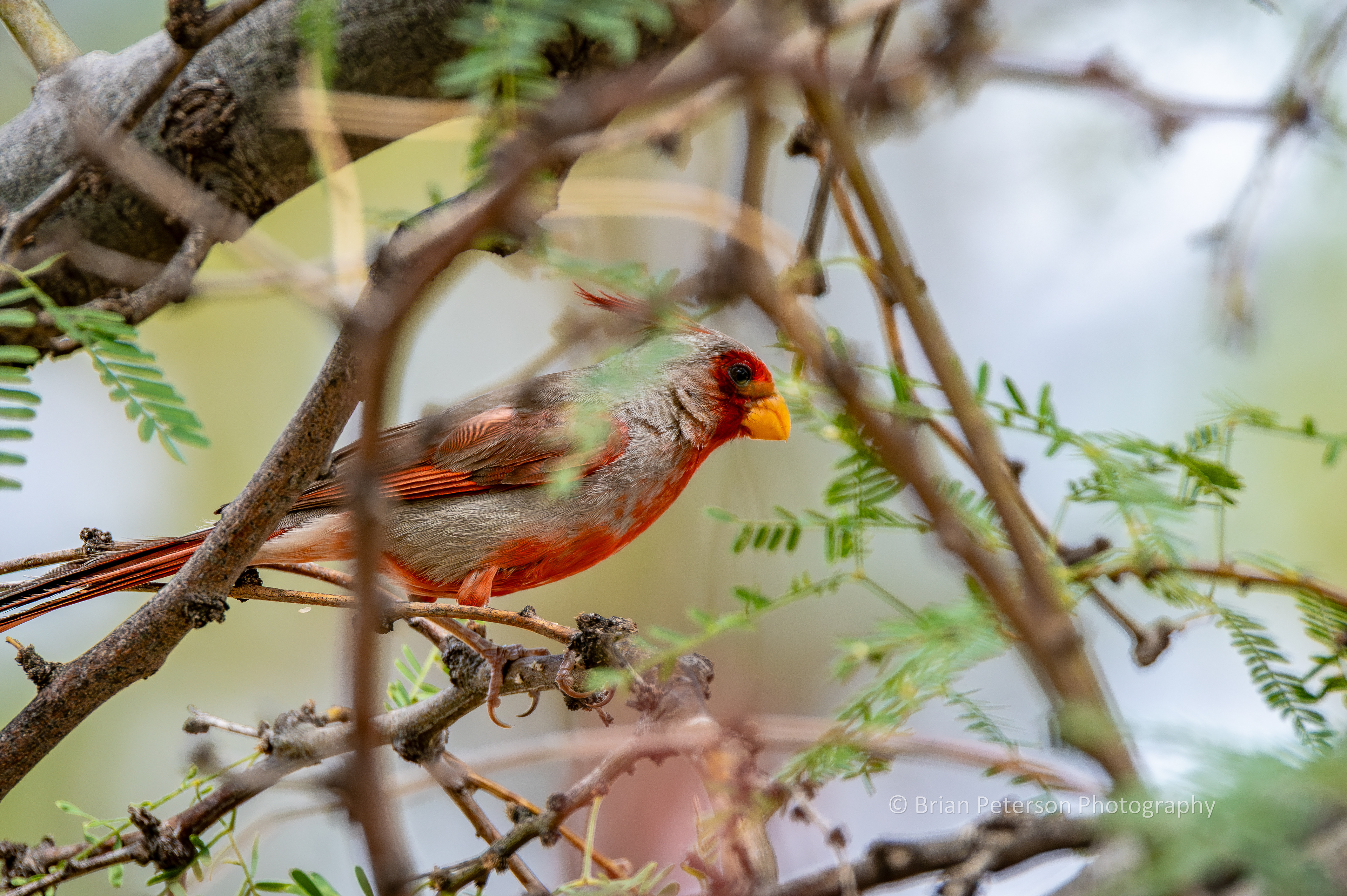 Male pyrrhuloxia hiding deep in the mesquite tree.