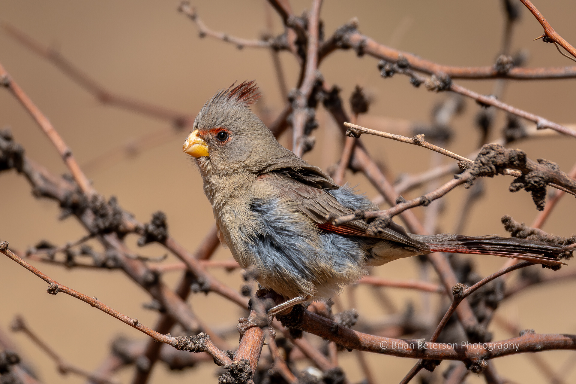 Female pyrrhuloxia perching on the habitat pile.