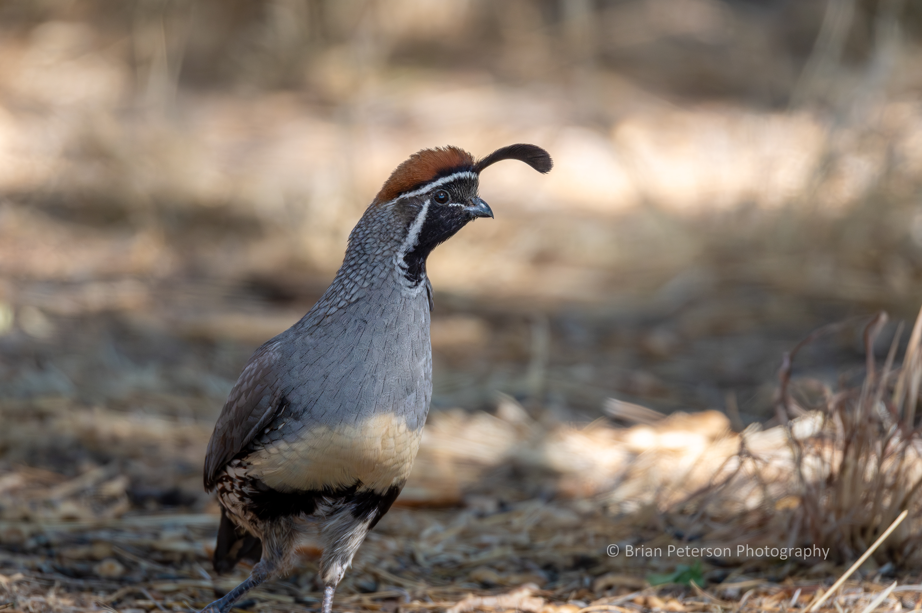 Gimpy the Gambel's Quail lives near where I park my truck.