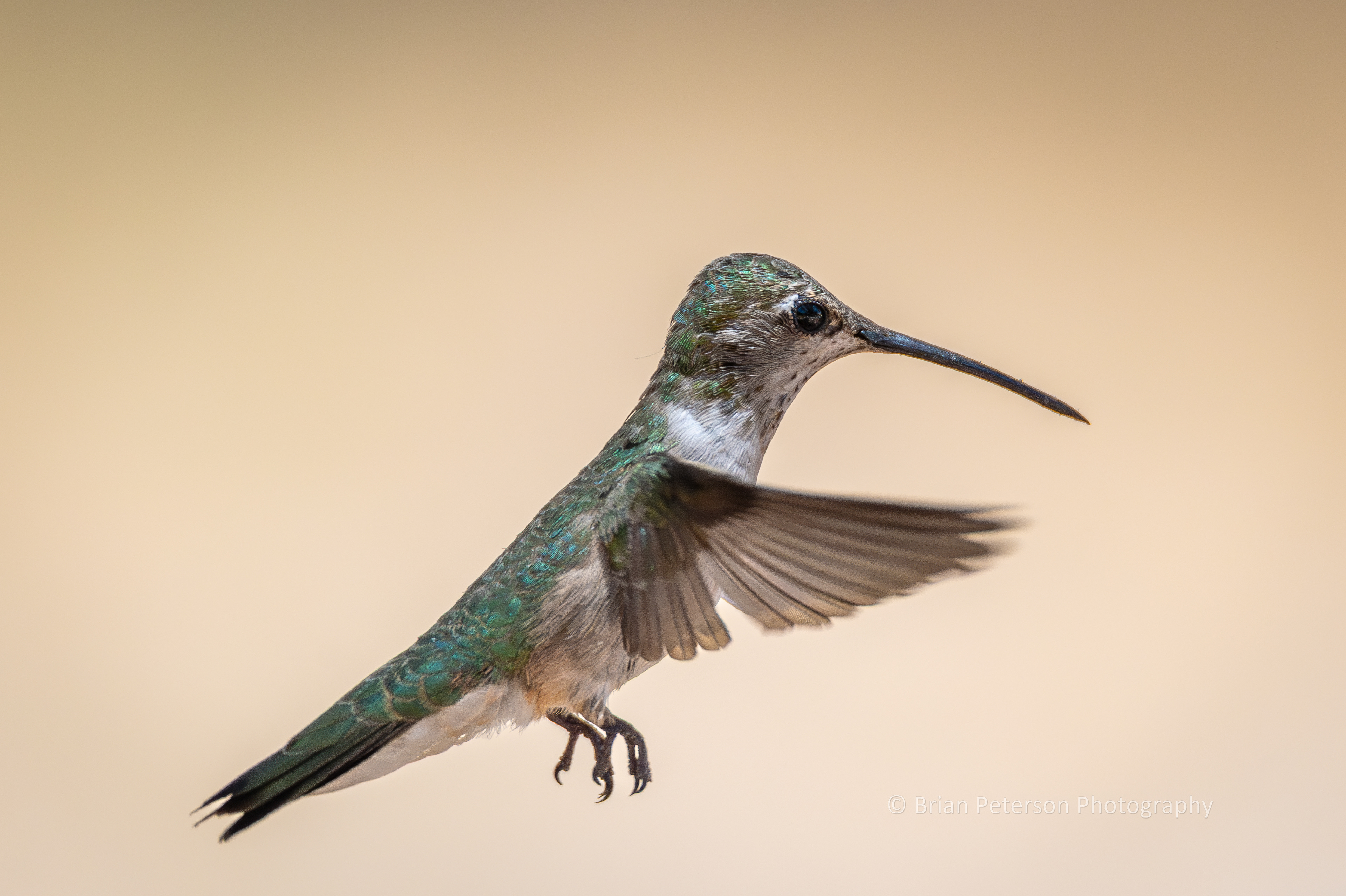 Female black-chinned hummingbird flying in her natural environment.