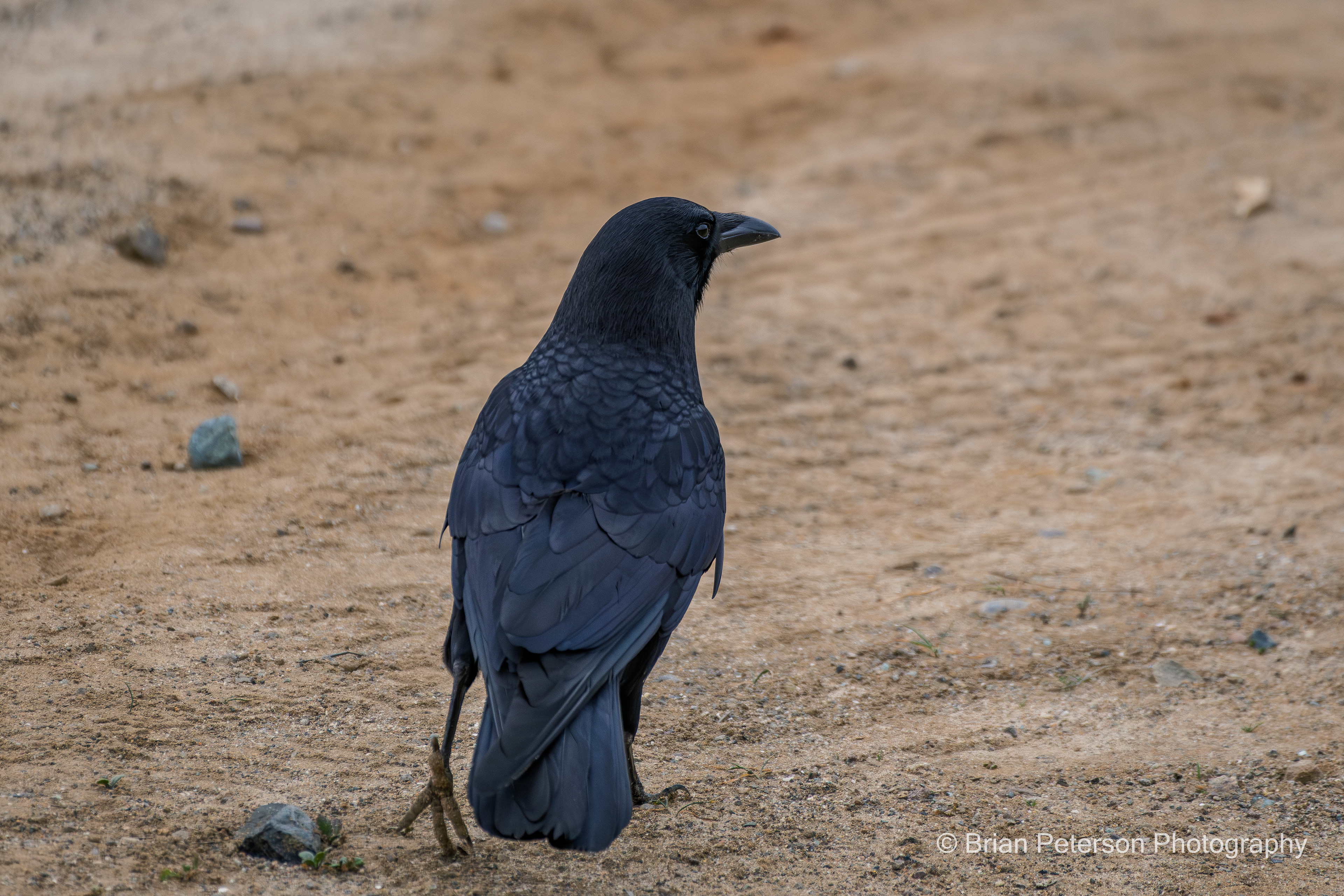 Crow