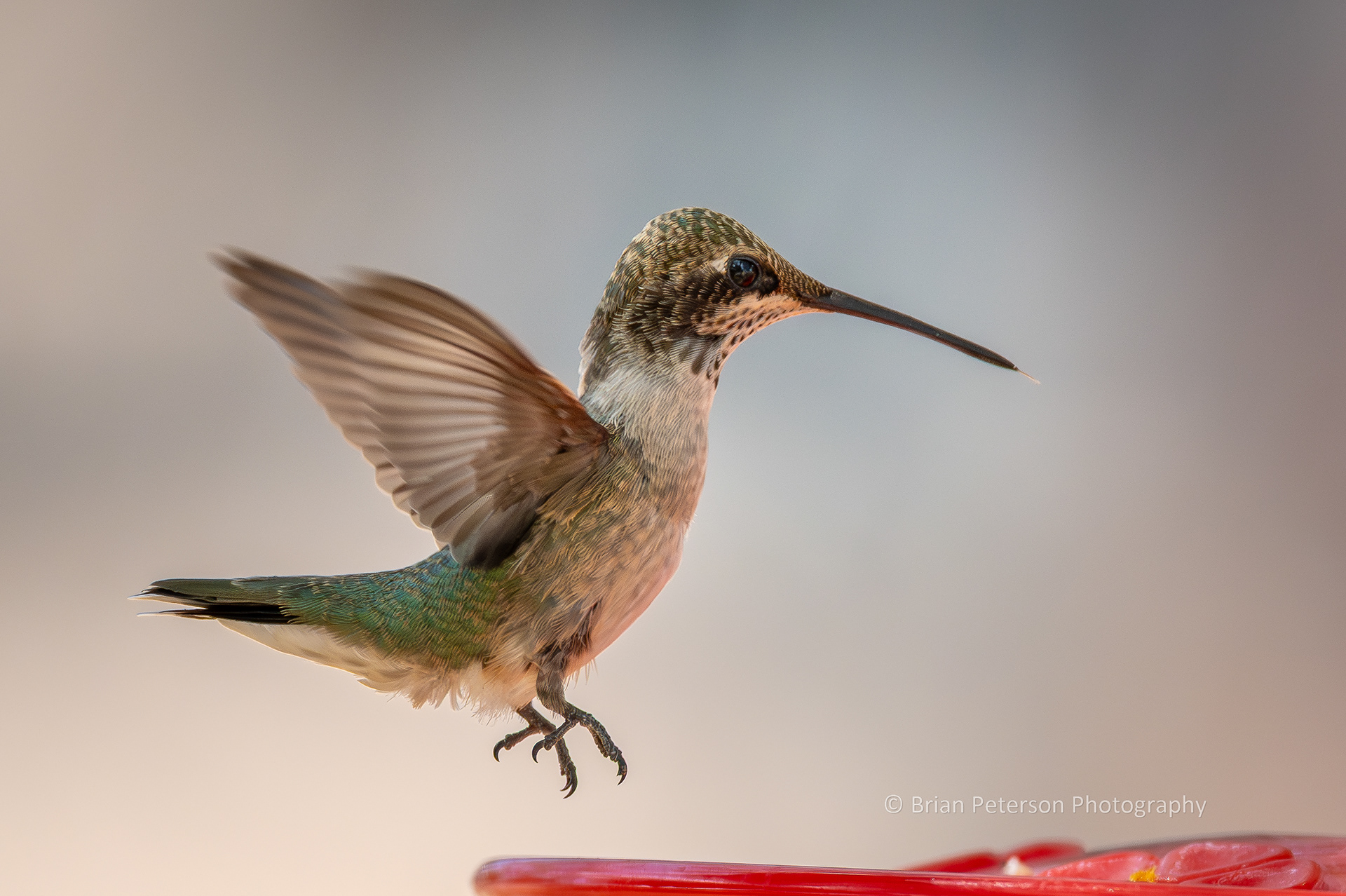 Immature male black-chinned hummingbird flying towards a feeder.