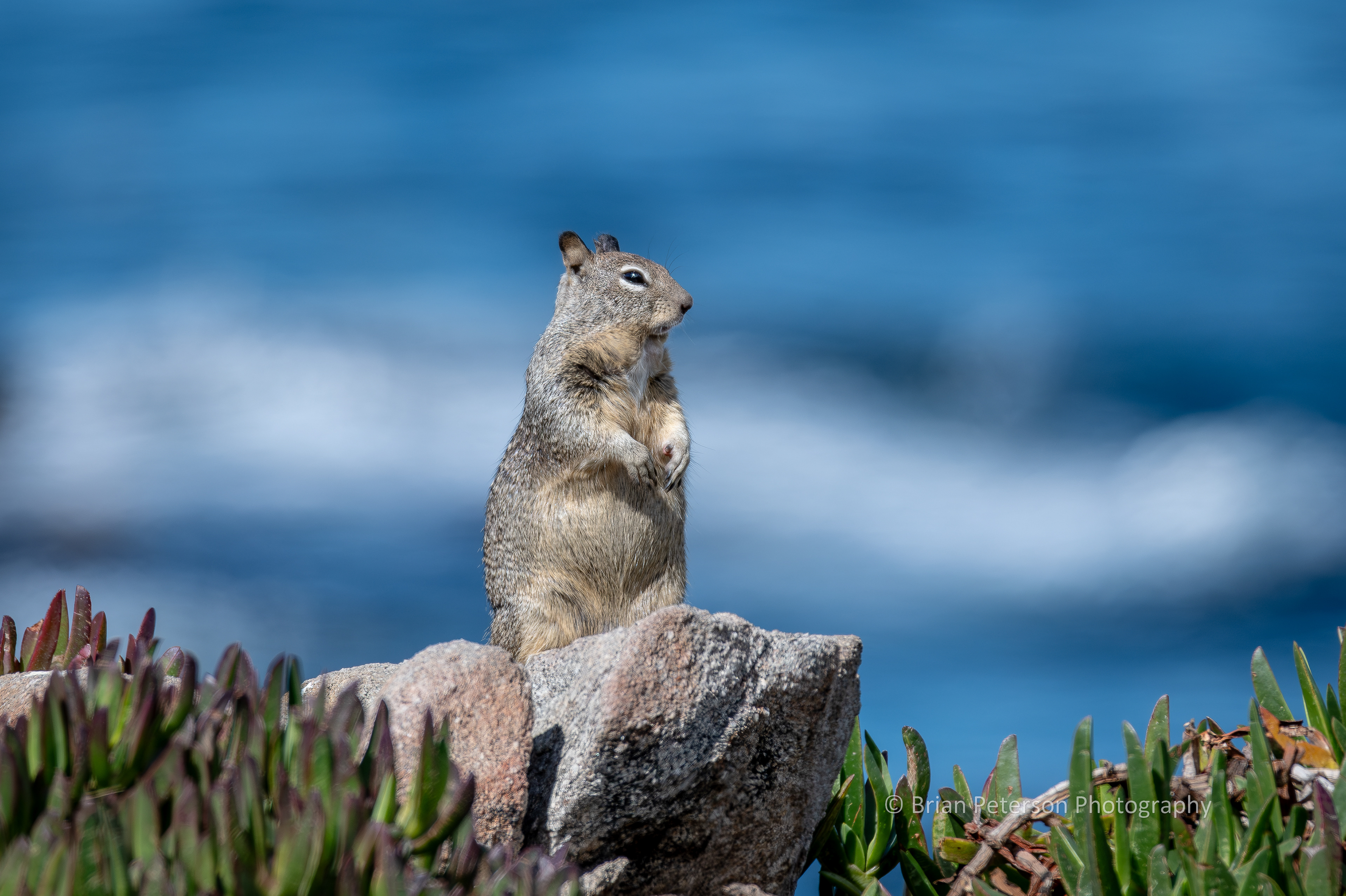 DSC_1702: California Ground Squirrel on a Rock with Breaking Waves in the Background