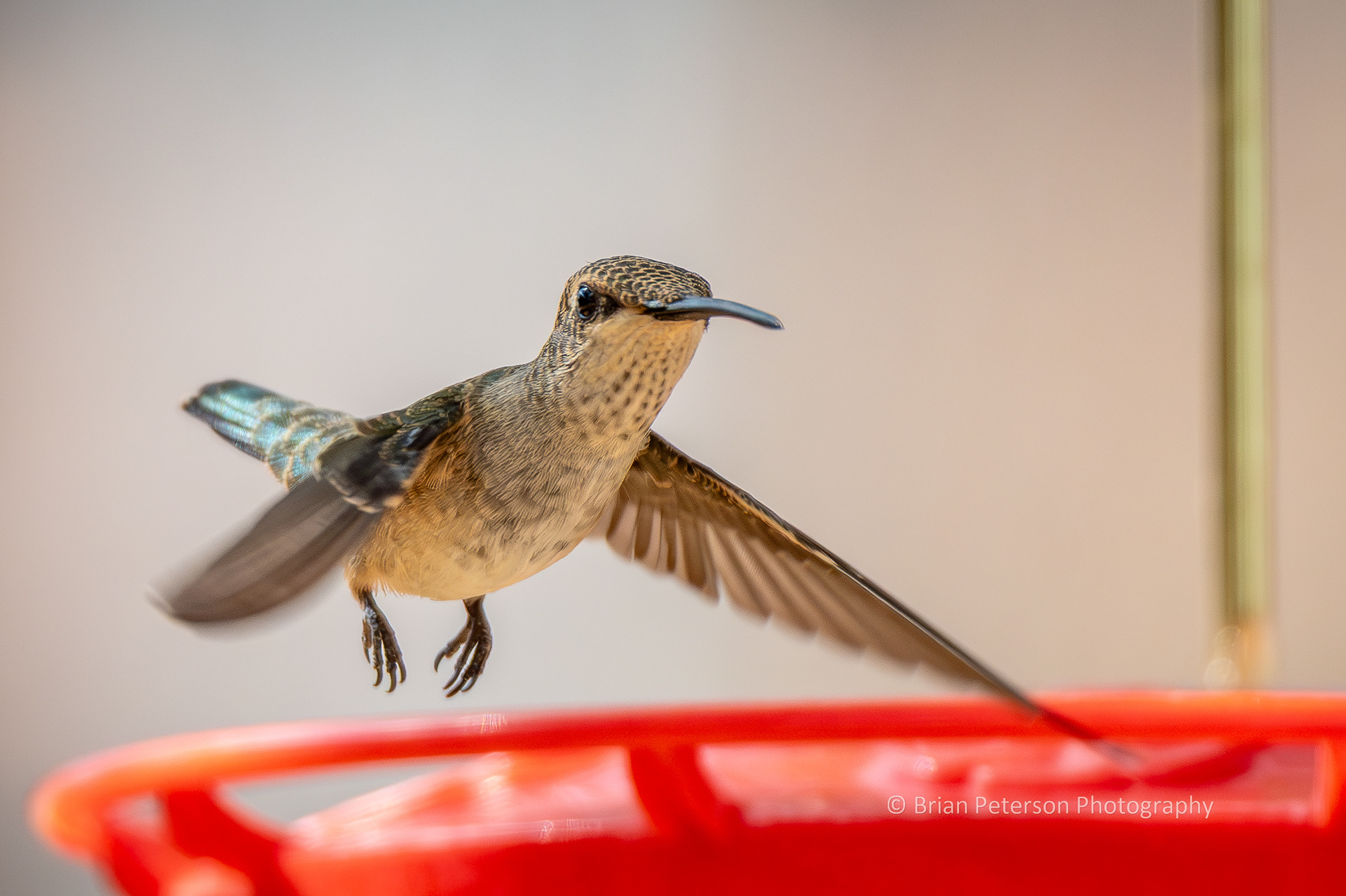 Female black-chinned hummingbird flying away from a feeder.