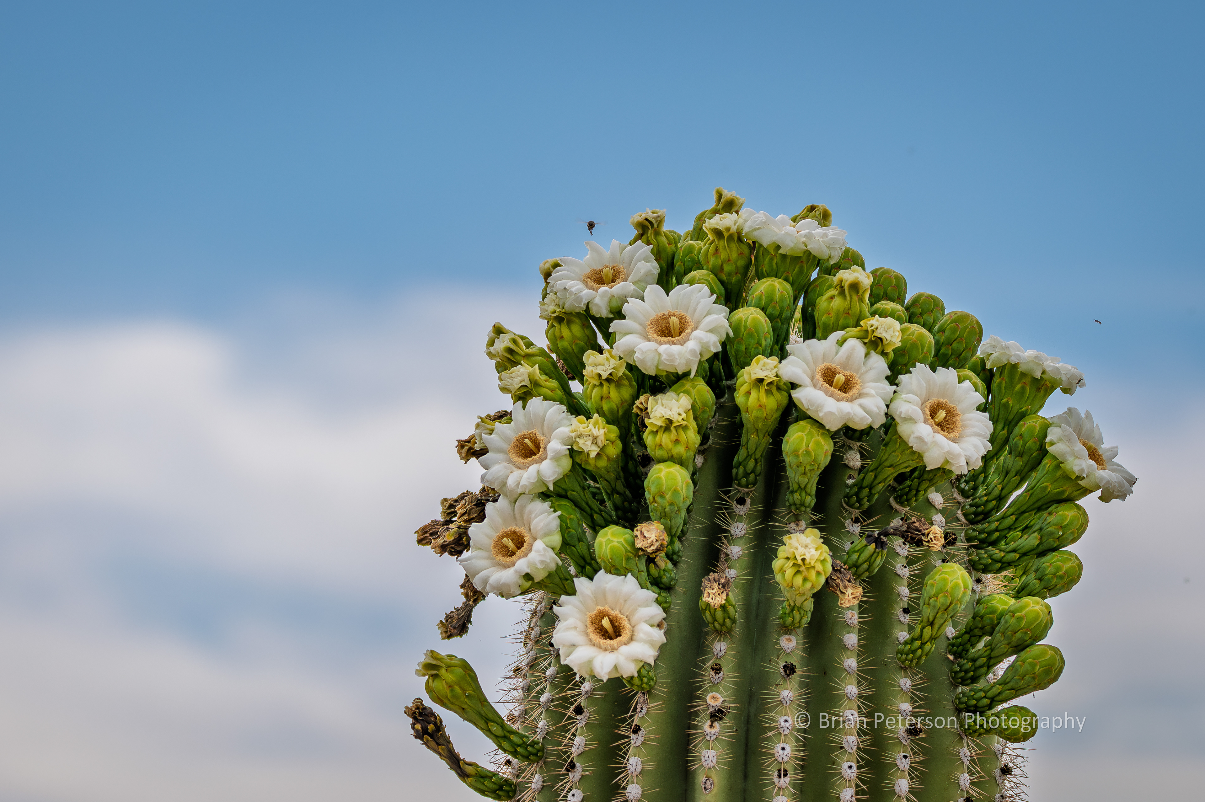 Saguaro blossoms attracting bees.