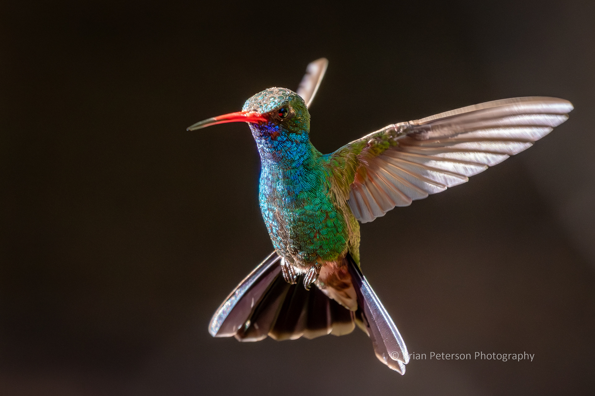 Fully-illuminated male broad-billed hummingbird flying in his natural environment and not too close.