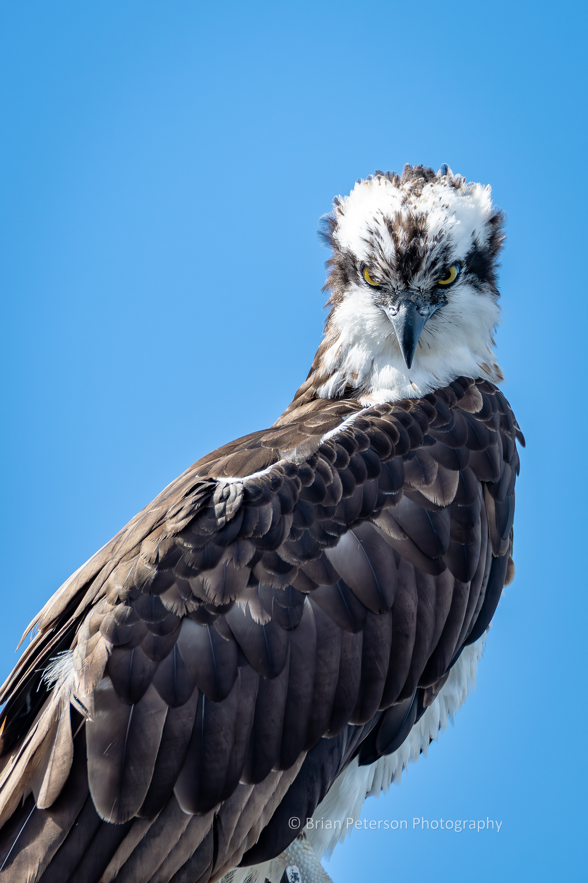 DSC_1642: Osprey on the Aquarium Lookin Down at the Photographer
