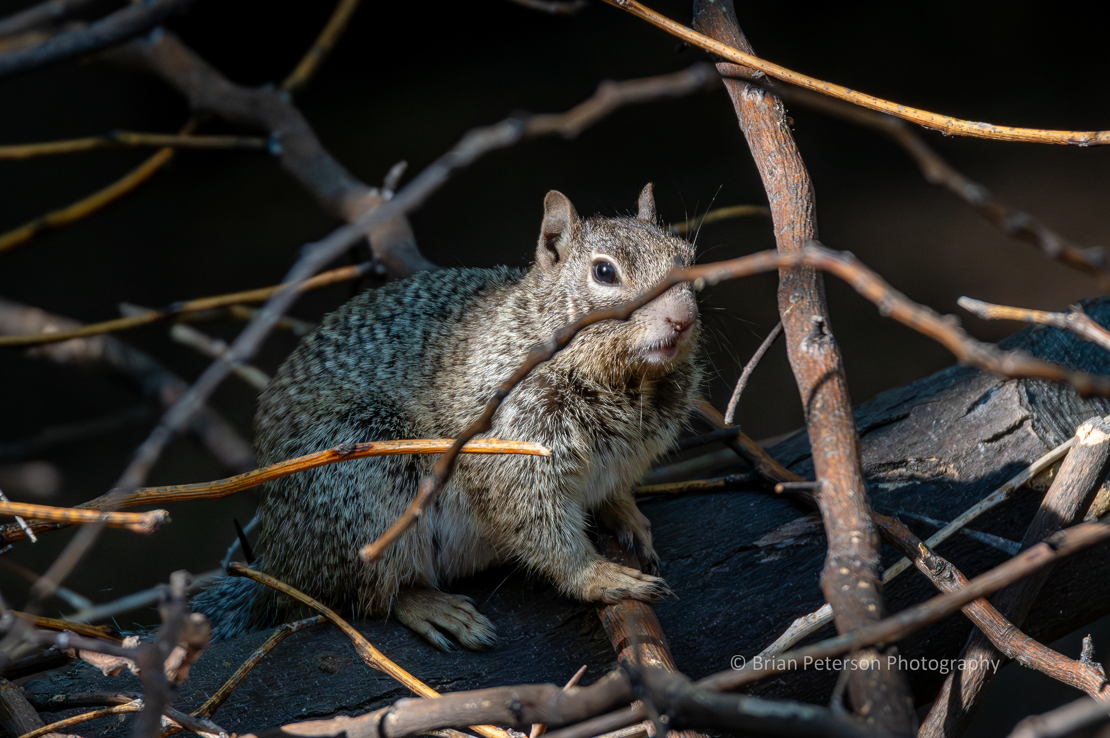 Rock squirrel in a brush pile.