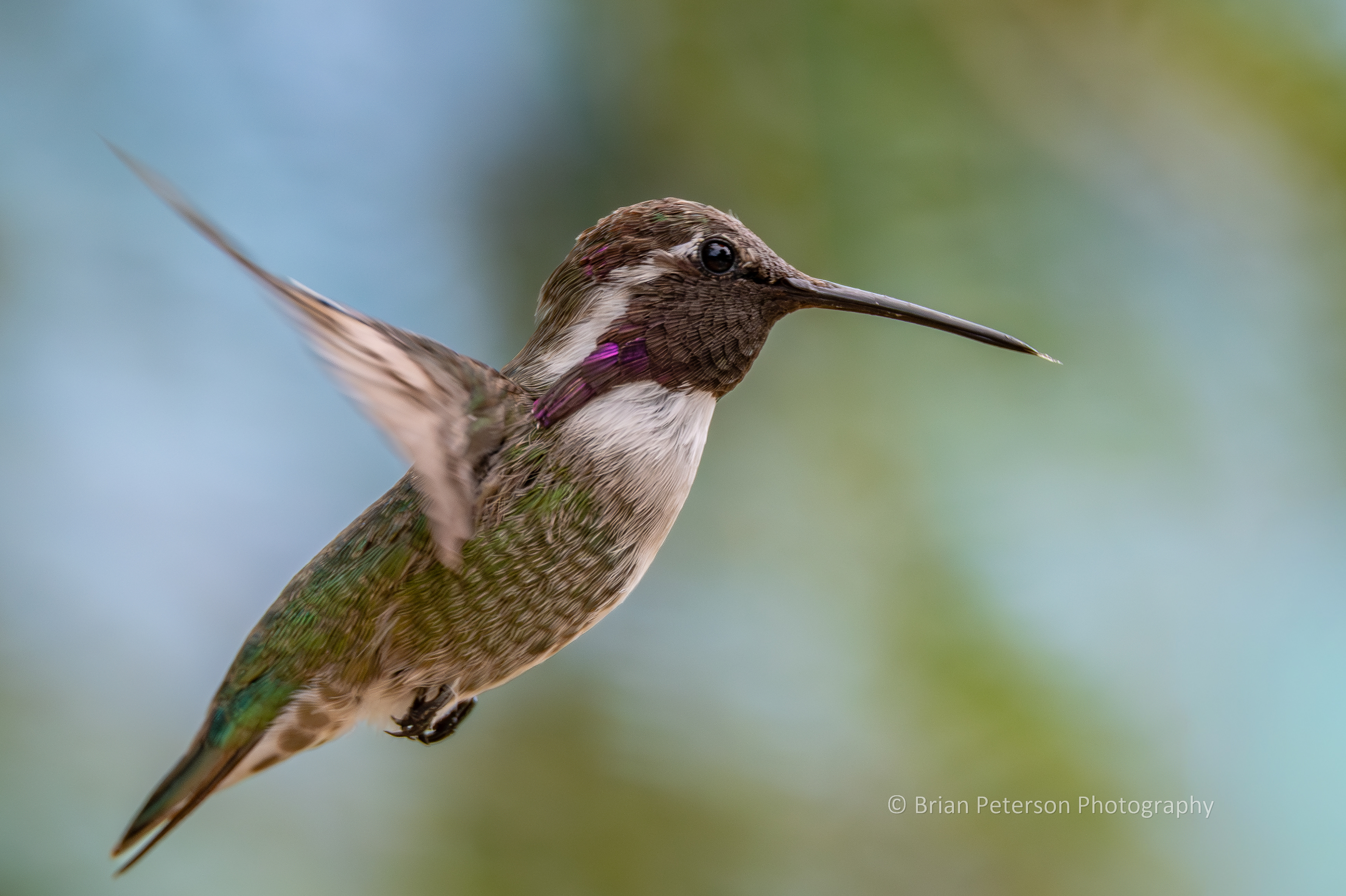 Yesterday was the firs ever sighting of a Costa's hummingbird in my backyard. This male is flying with his tongue out.