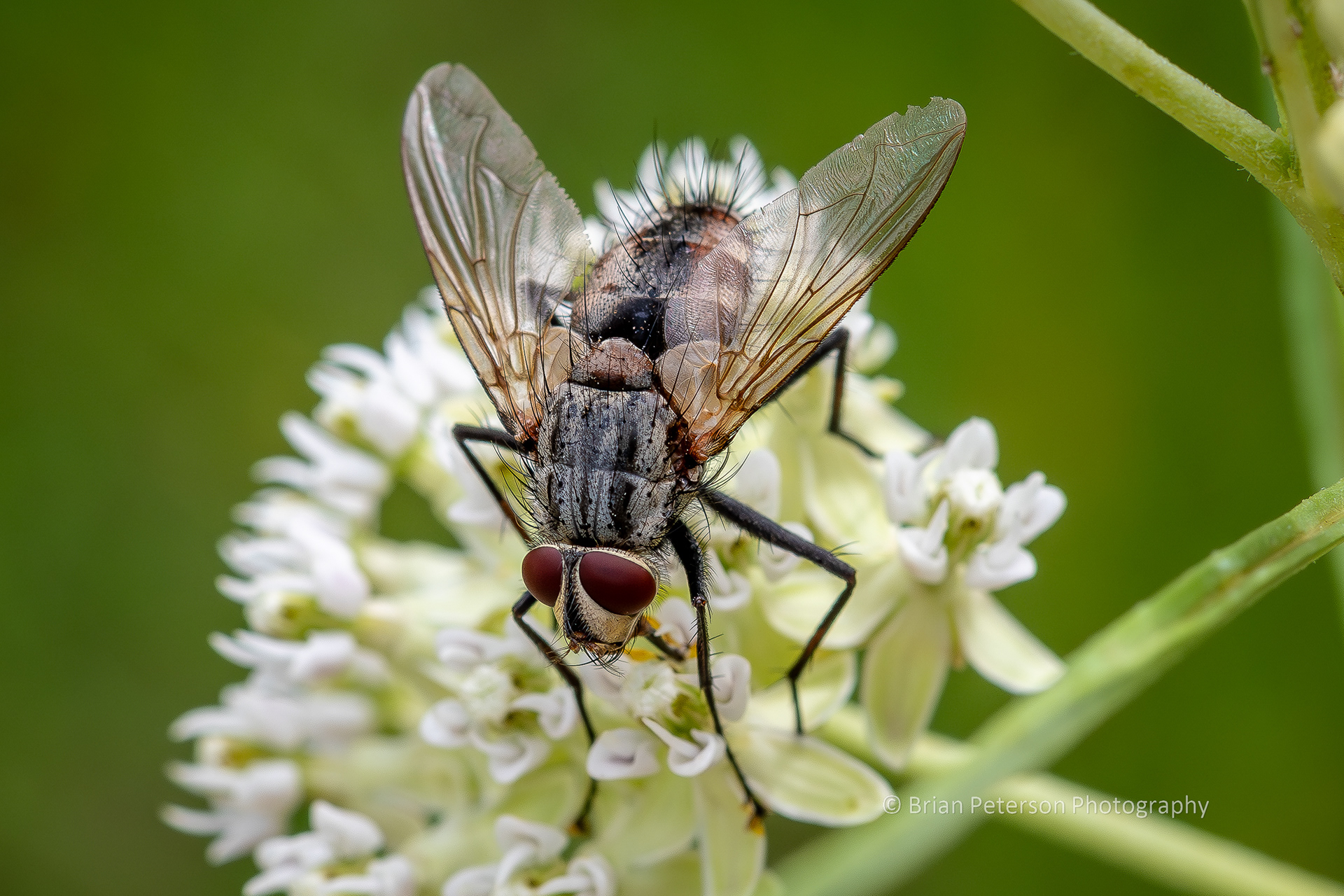 Some sort of hairy fly.