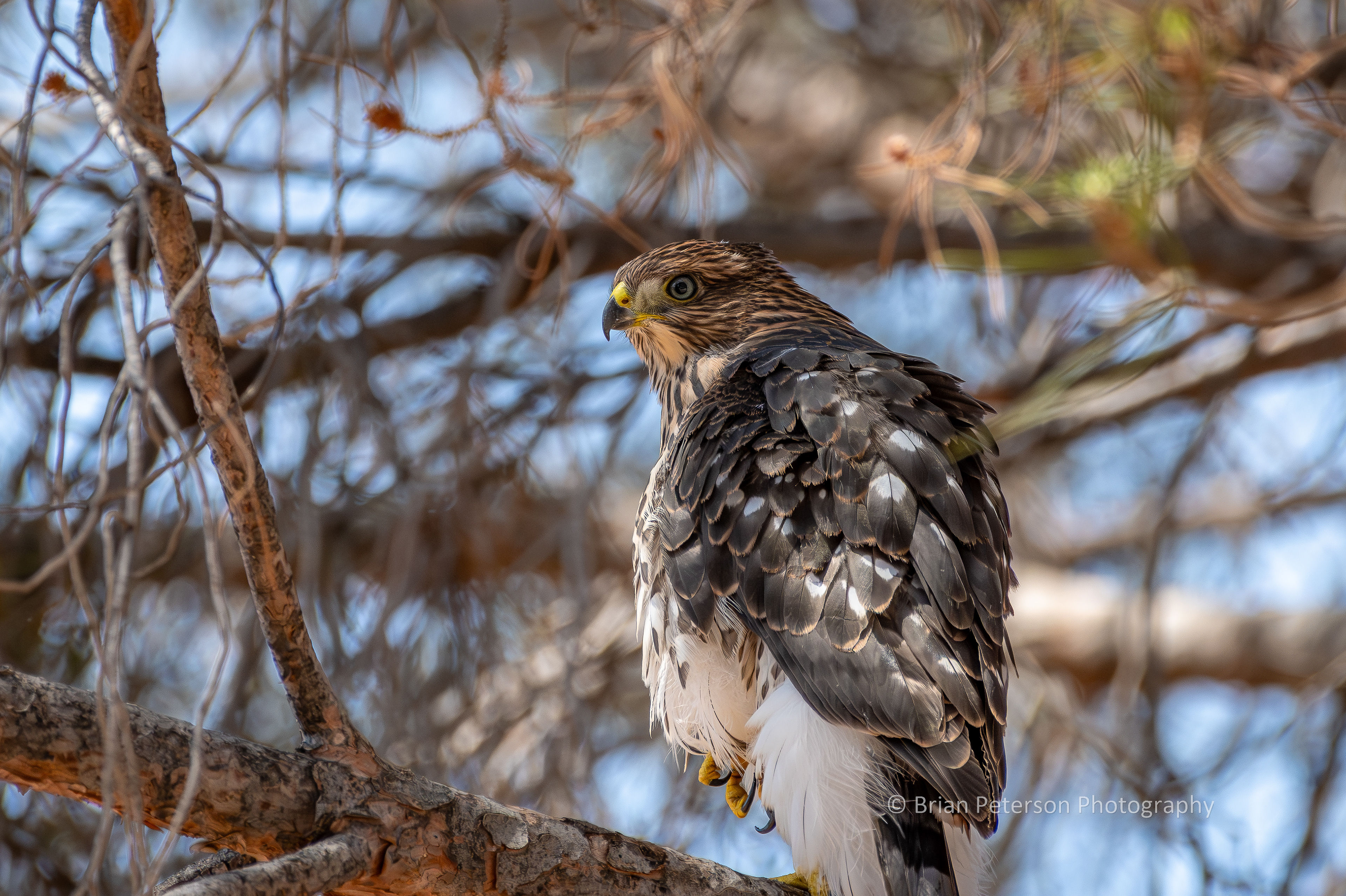 Alice Jr., juvenile Cooper's hawk, in the pine tree in the front yard.