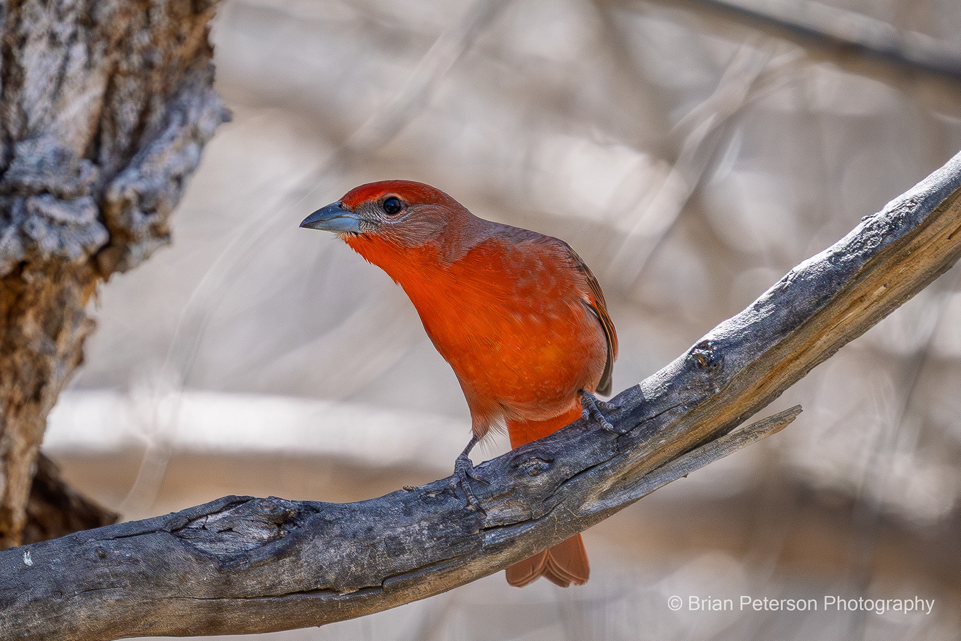 Male Hepatic Tanager