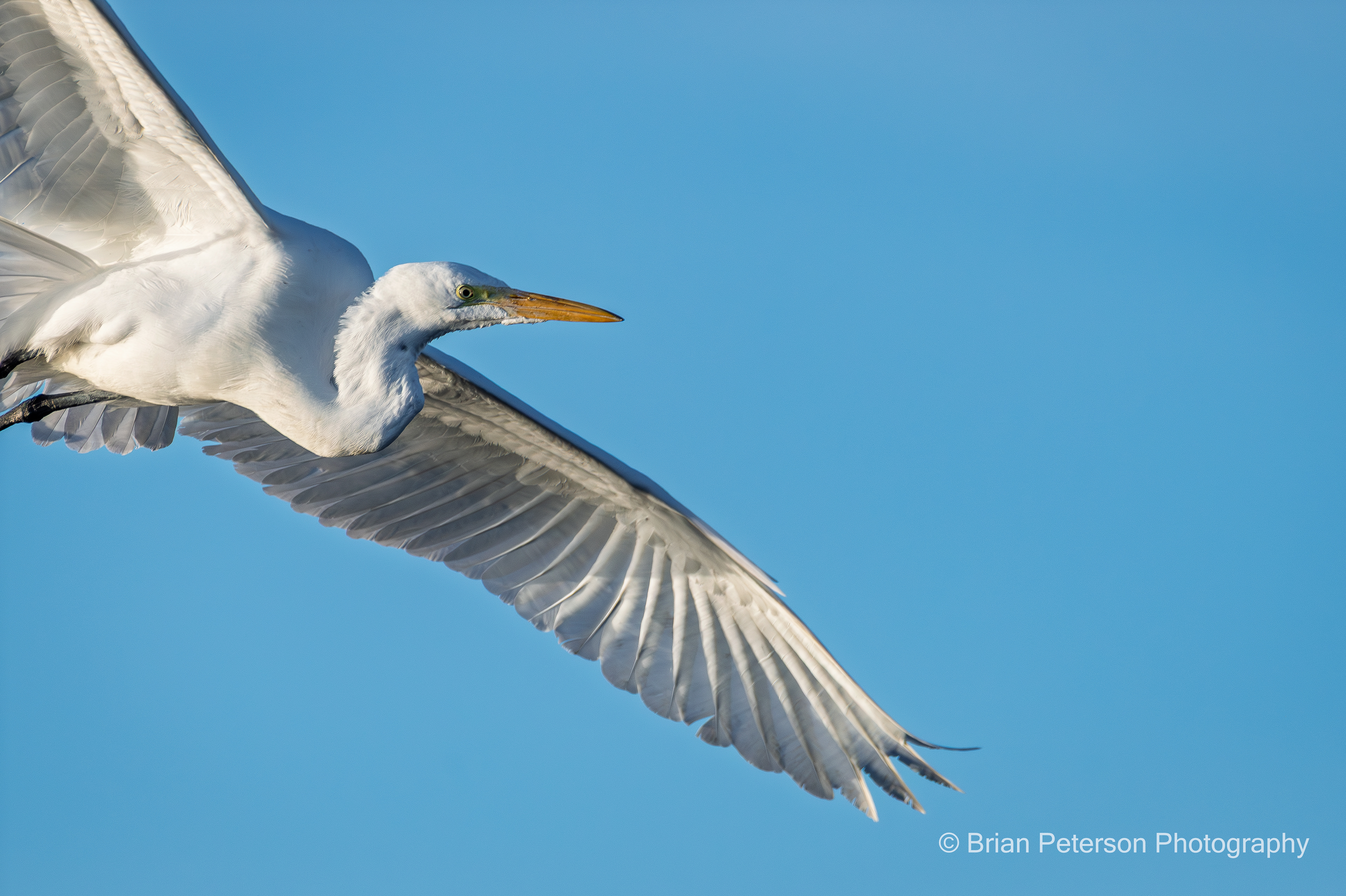 Great egret