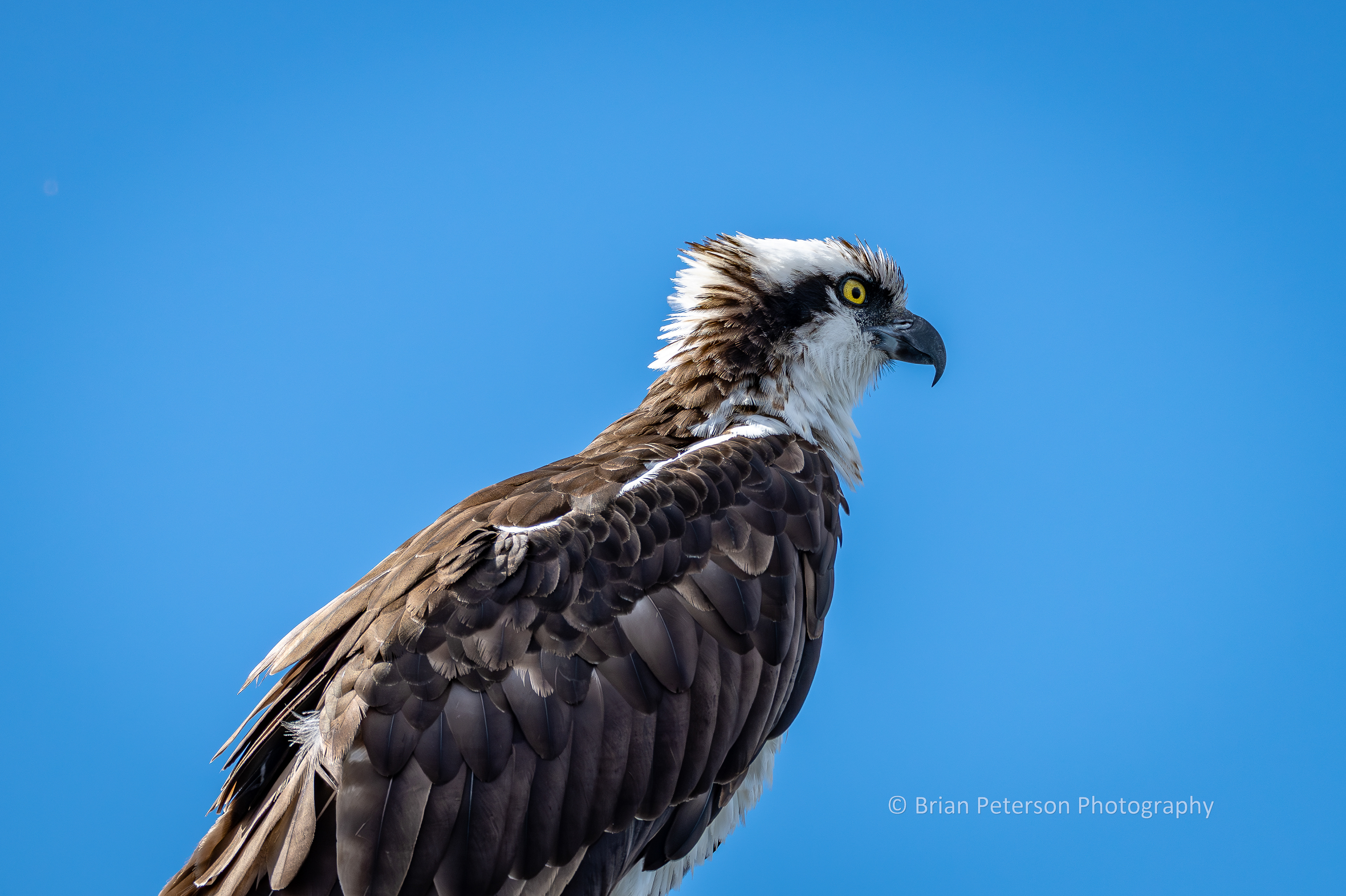 DSC_1625: Osprey Profile