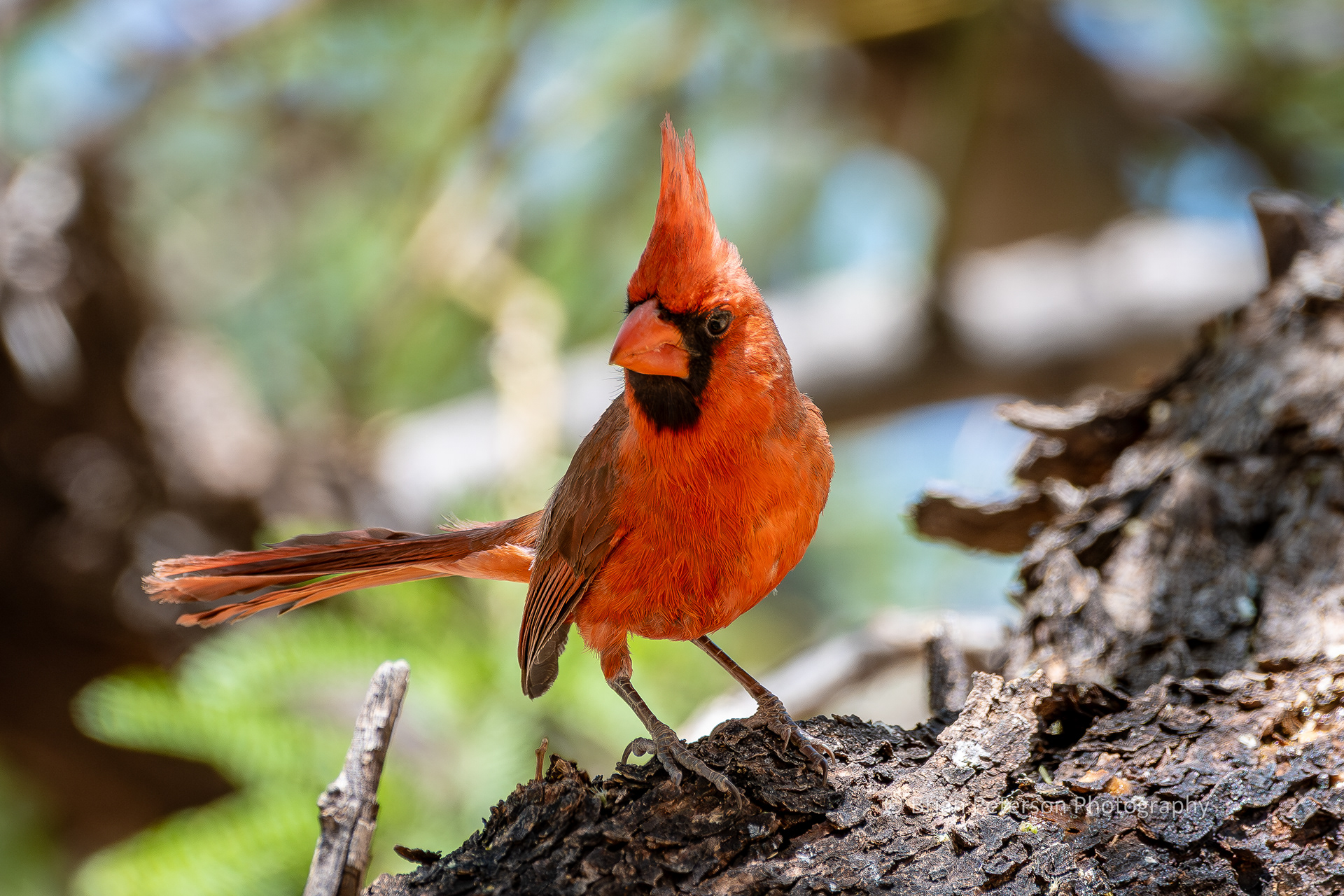 The same cardinal of whom I already have a multitude of images. He is more orange than red, and nobody knows why. Experts are flummoxed!