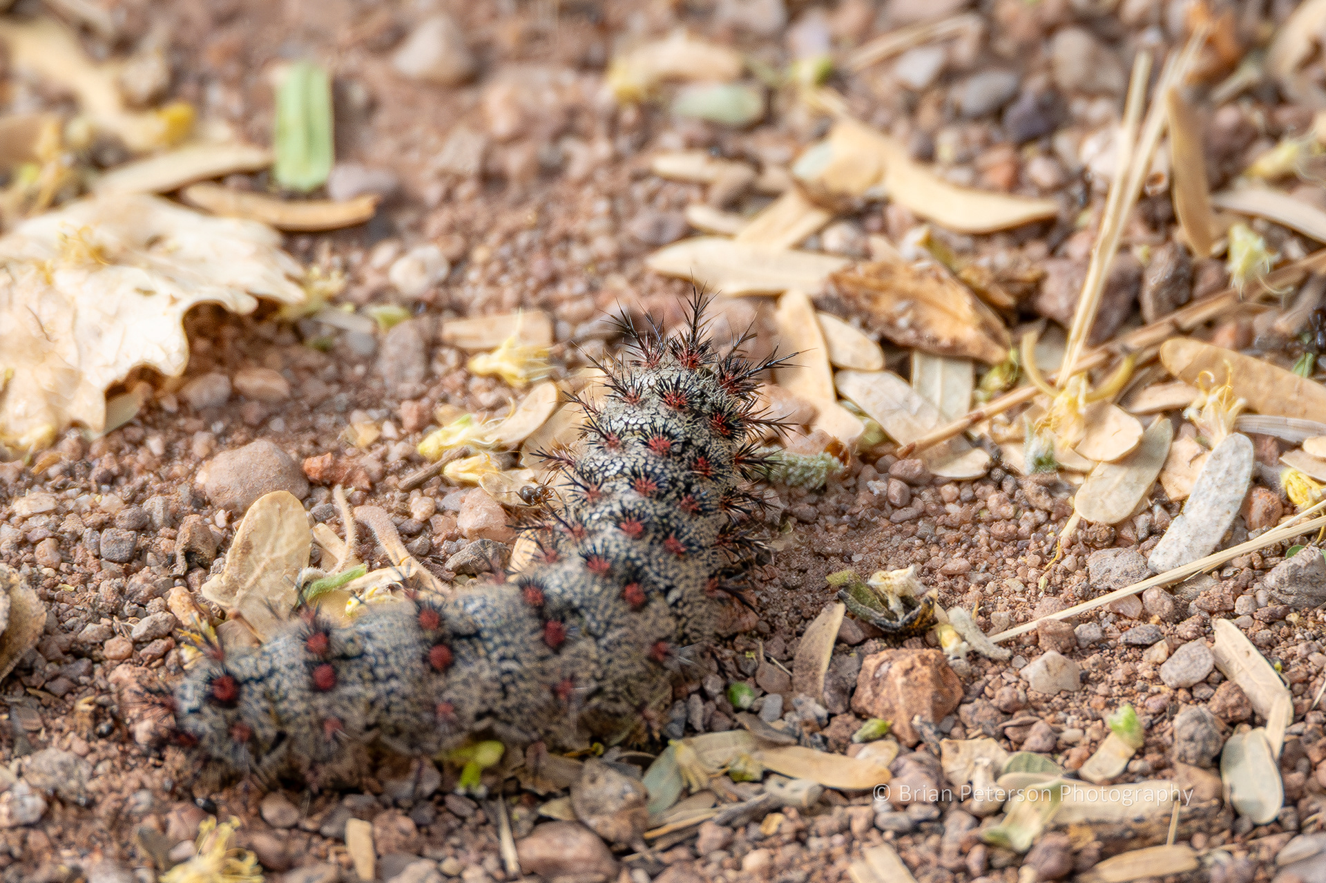 A huge caterpillar crawling along the ground at the San Pedro House.