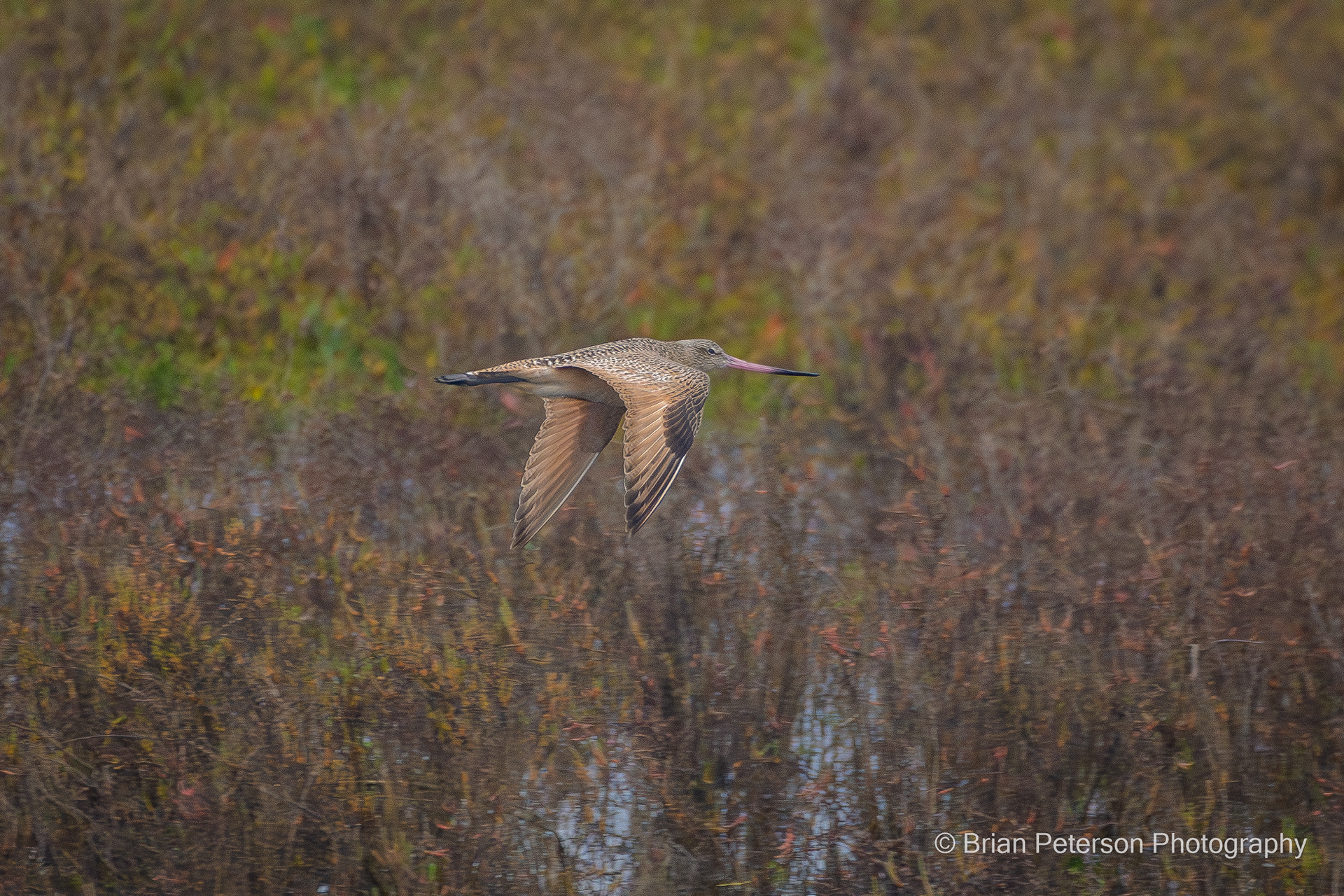 Marbled godwit
