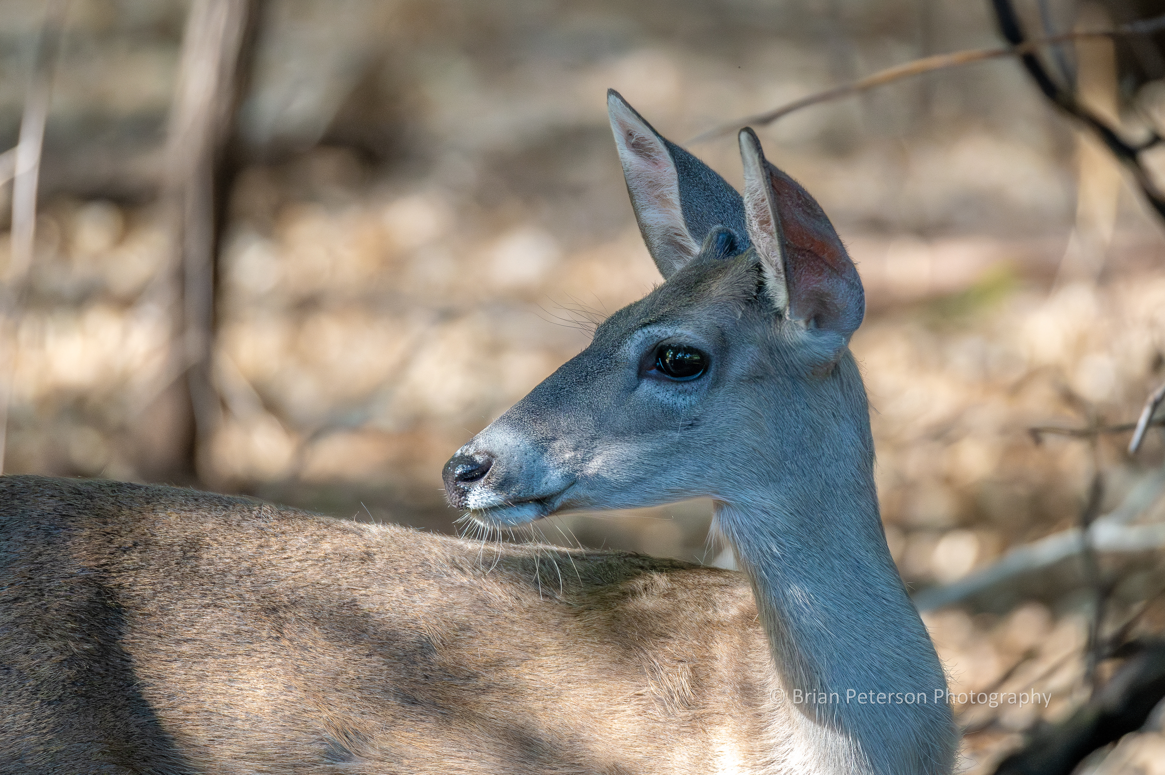 Buck mule deer sort of in the shadows in the woods.