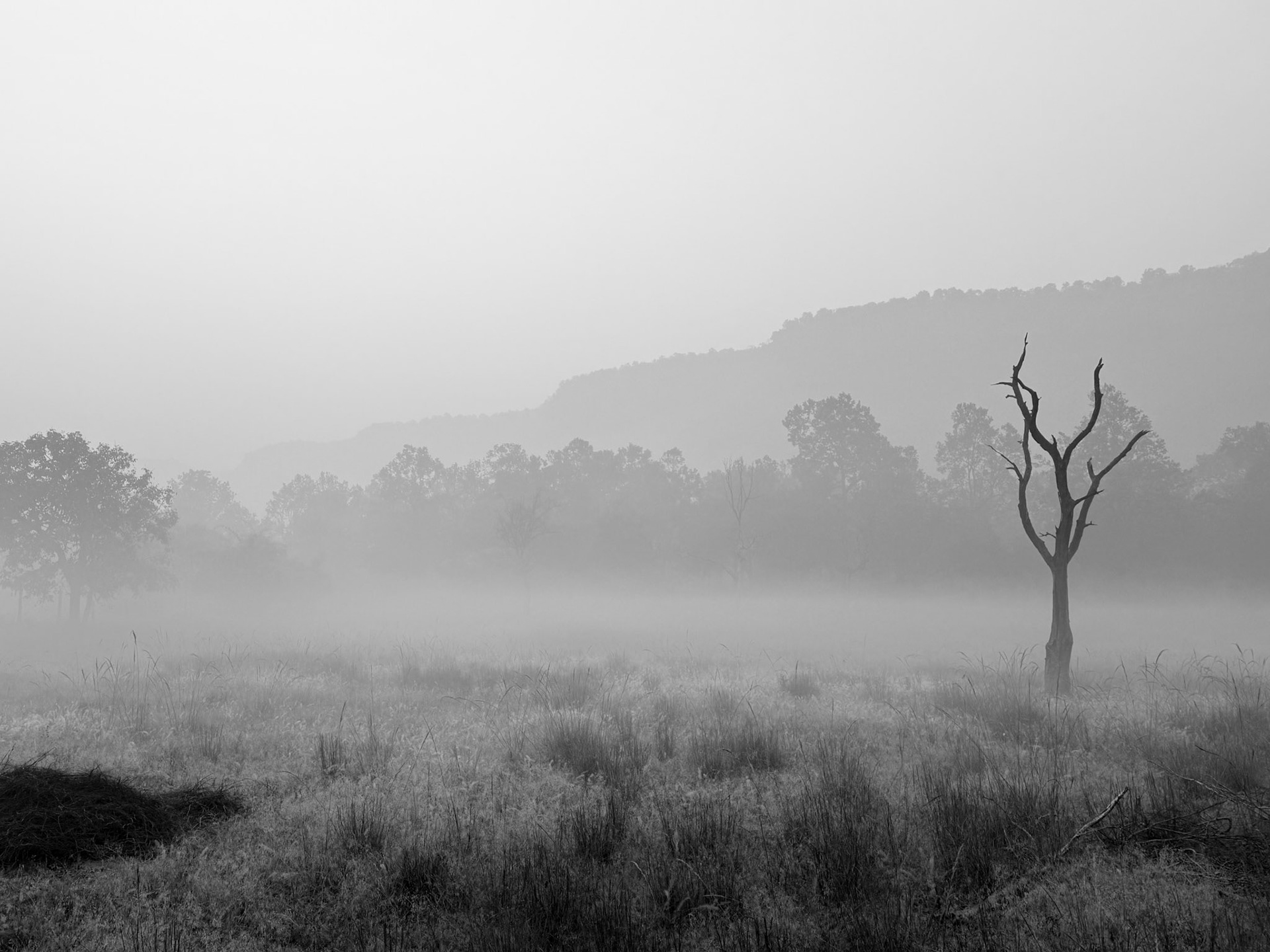 A foggy morning in Bandhavgarh National Park.