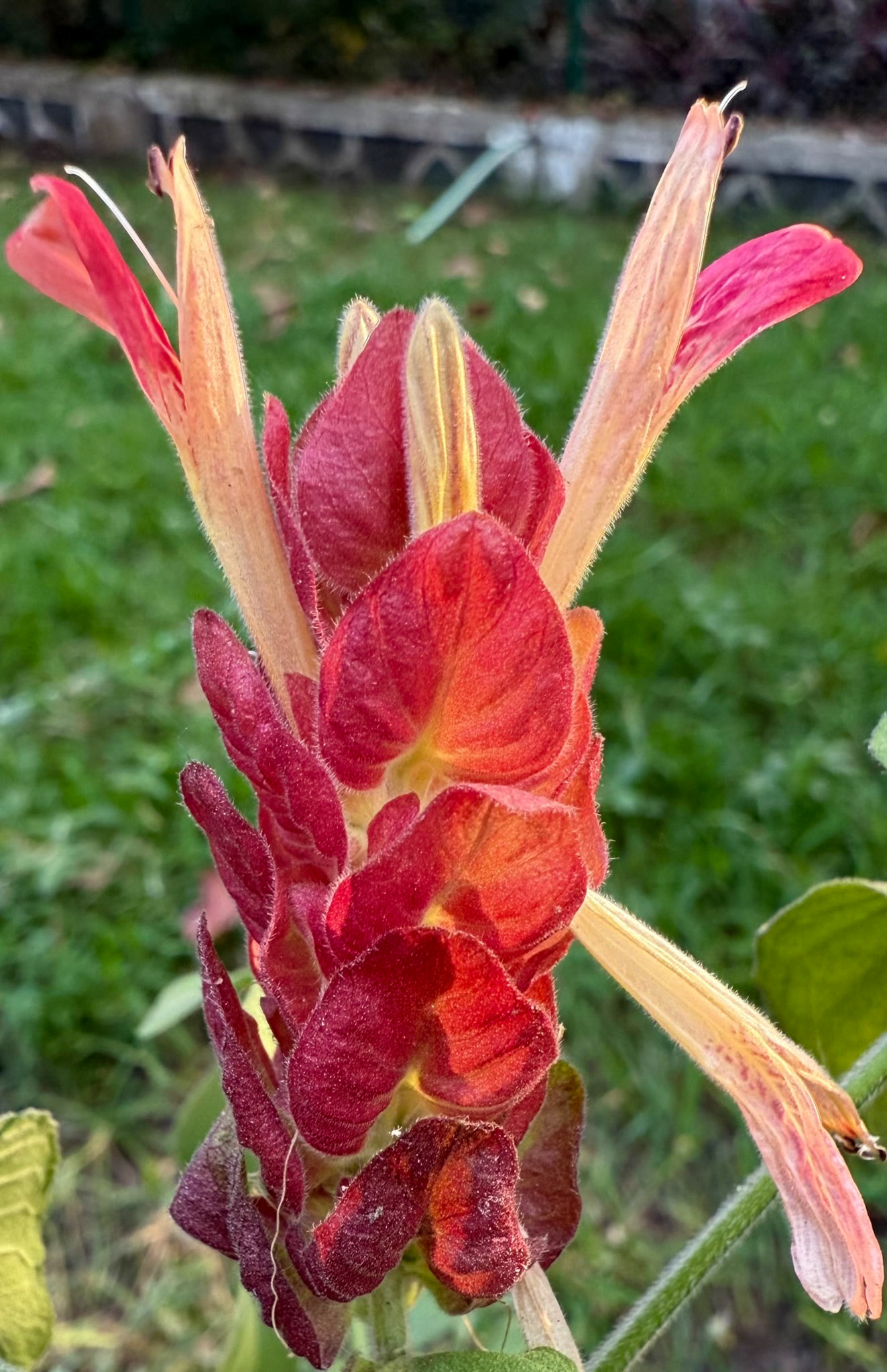 A flower in IITB campus.