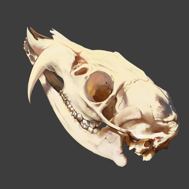 Digital painting study of a Chinese water deer (Hydropotes inermis). Done in Clip Studio Pro.