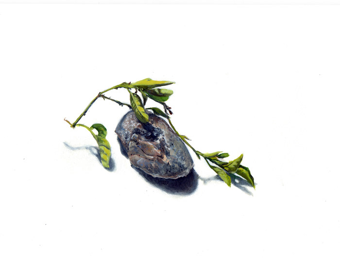 Still life paint study of a leaf foliage with a rock. Done in acrylic paints.