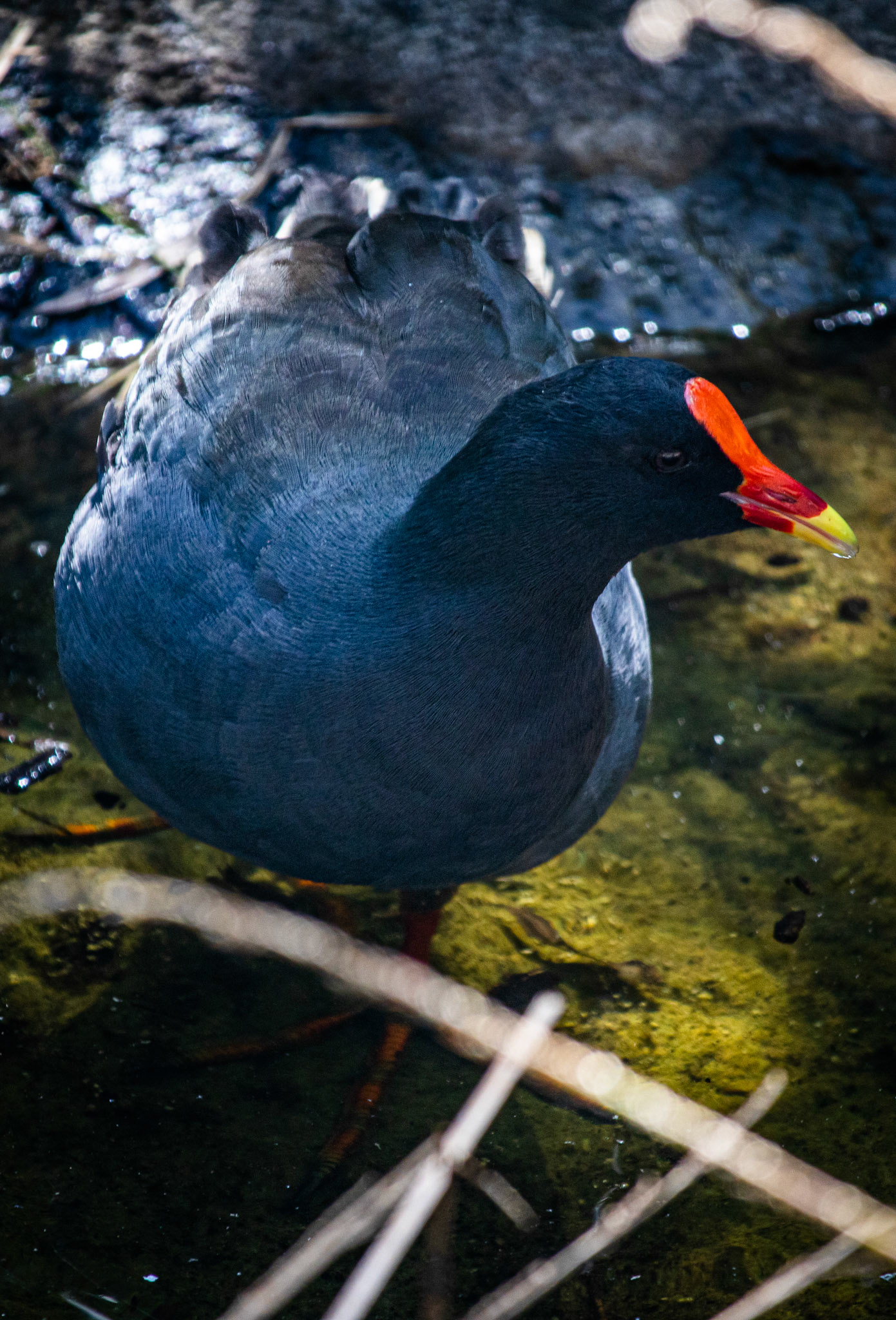 What does it look like? Description:  The Dusky Moorhen is a medium-sized, dark grey-black water bird with a white undertail. It has a red bill with a yellow tip and a red facial shield. Young birds are much duller and browner than adults, with a greenish bill and face shield. Similar species:  Two other water hen species are similar to the Dusky Moorhen but can be easily distinguished. The similarly-sized Eurasian Coot, Fulica atra, has a white bill and face shield and a red eye. The Purple Swamphen, Porphyrio porphyrio, is much larger and has a distinct purple-blue colouring. Where does it live? Distribution:  The Dusky Moorhen is found from Indonesia through New Guinea to Australia. It is widespread in eastern and south-western Australia, ranging from Cooktown to eastern South Australia and in the southern corner of Western Australia. Habitat:  The Dusky Moorhen is found in wetlands, including swamps, rivers, and artificial waterways. It prefers open water and water margins with reeds, rushes and waterlilies, but may be found on grasses close to water such as parks, pastures and lawns. What does it do? Feeding:  The Dusky Moorhen feeds in the water and on land on algae, water plants and grasses, as well as seeds, fruits, molluscs and other invertebrates. It will also eat carrion (dead animals) and the droppings of other birds. It does not dive when feeding; its tail is always visible above the water when upended. Breeding:  During breeding season, the Dusky Moorhen forms breeding groups of two to seven birds, with all members defending territory, building nests and looking after young. The shallow platform nests are made of reeds and other water plants over water, among reeds or on floating platforms in open water. Two or more females will lay their eggs in the same nest and all members of the group help to incubate the eggs and feed the young. Living with us The Dusky Moorhen has been favoured by artificial water sources such as dams, ponds and lakes in parks and gardens and associated grassy areas. However, wetland drainage in other areas may have negative impacts.