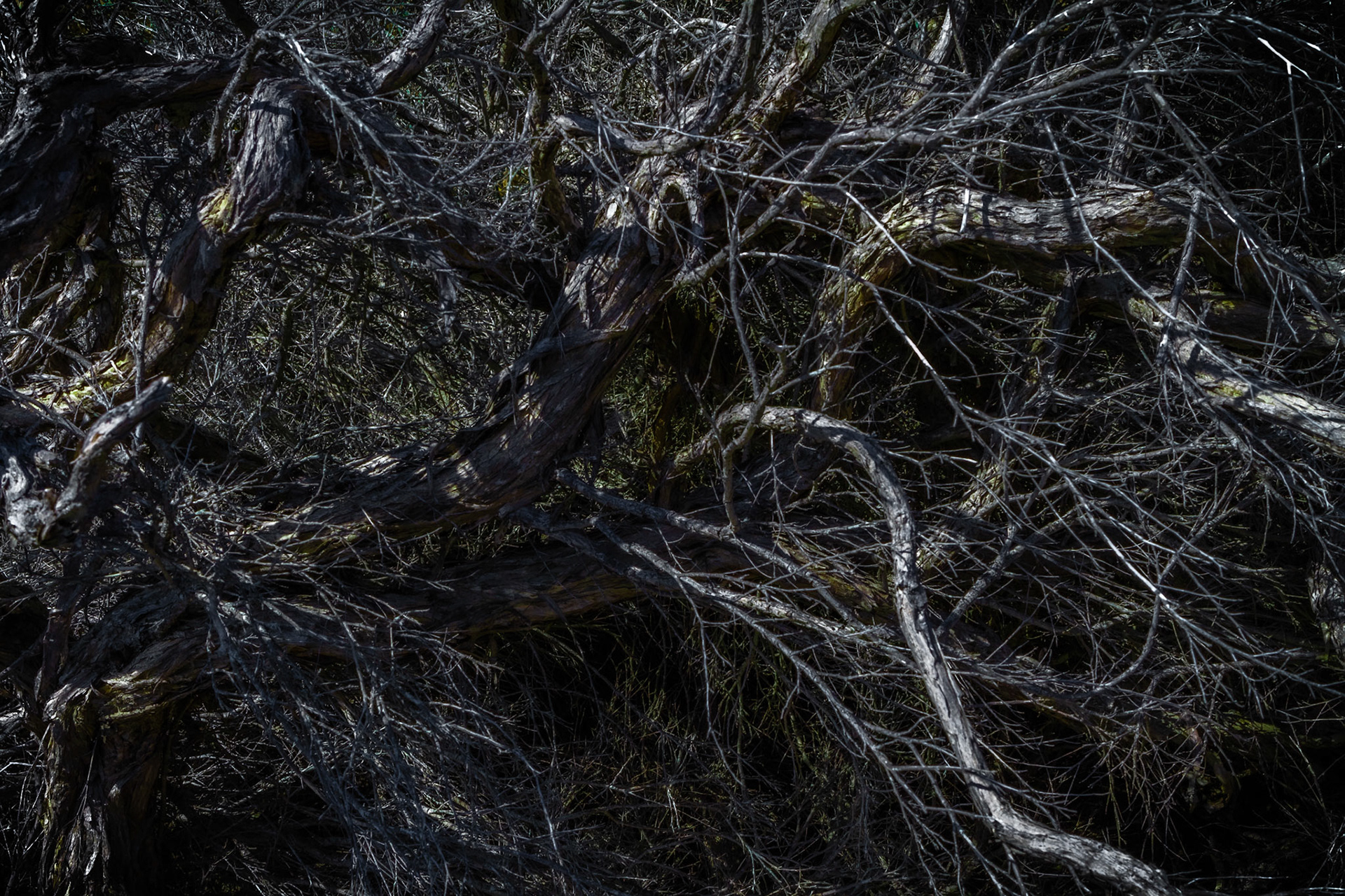 Plants & Trees #15